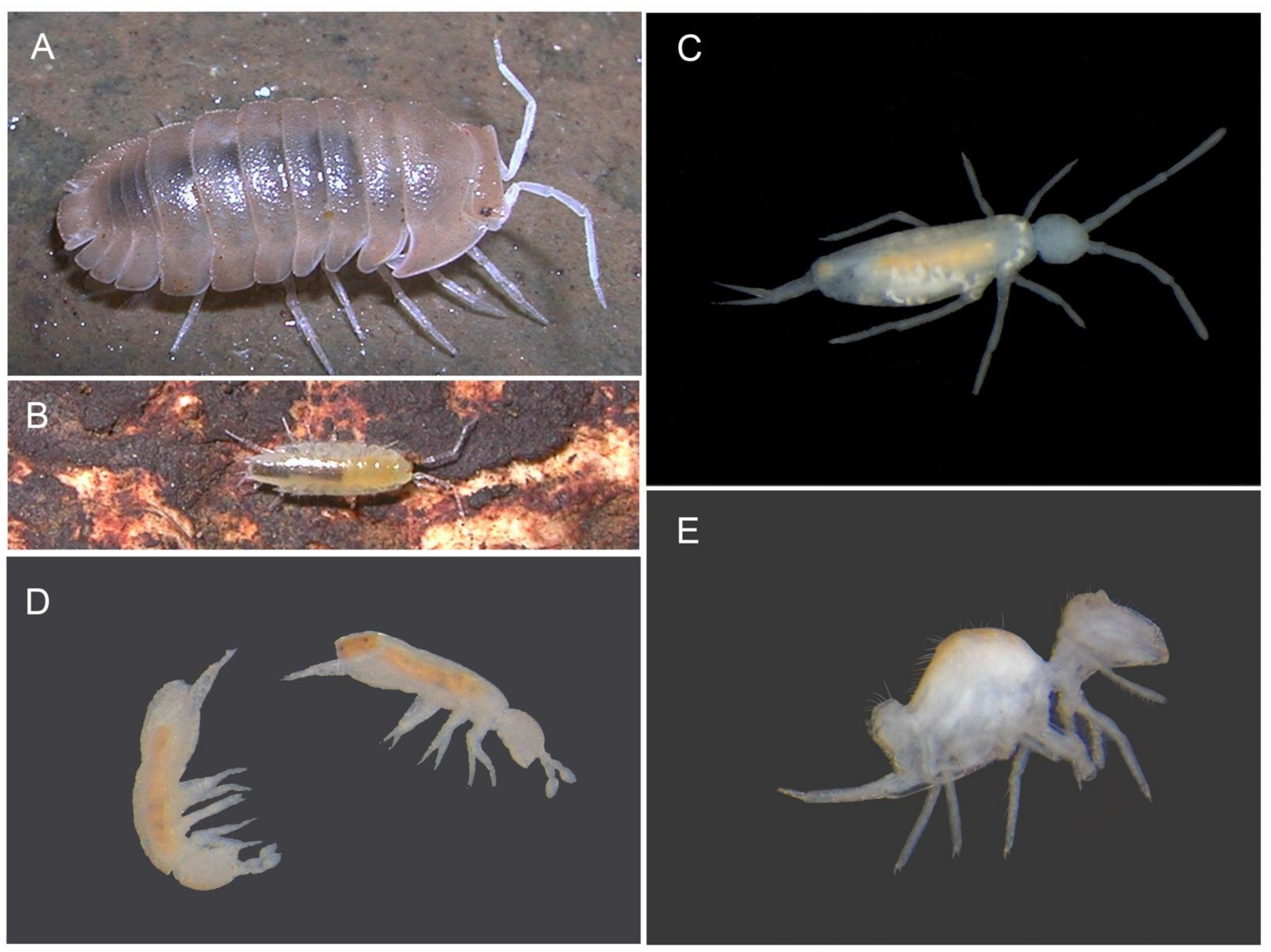 Diversity 13 00392 g007