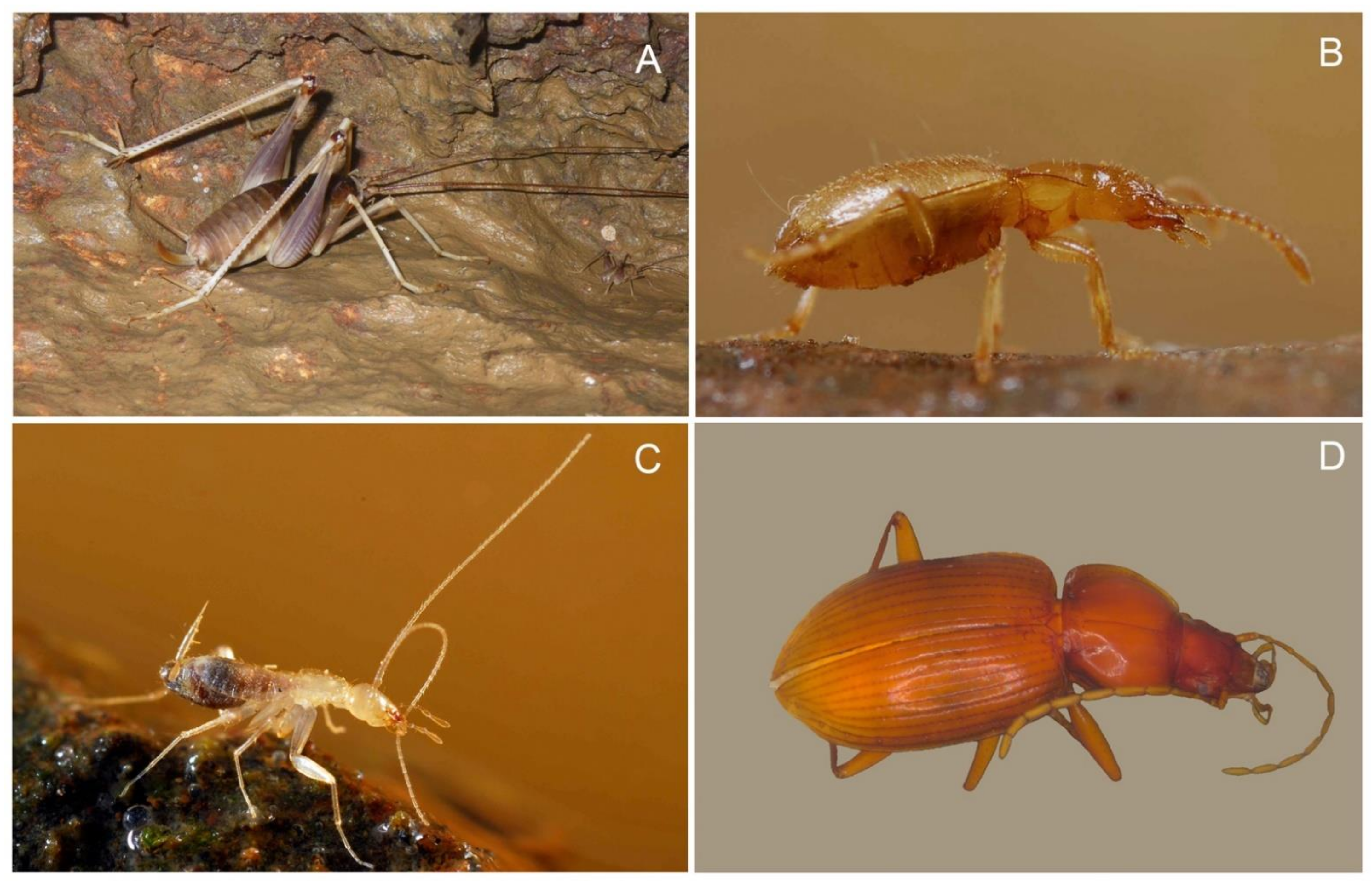 Diversity 13 00392 g008