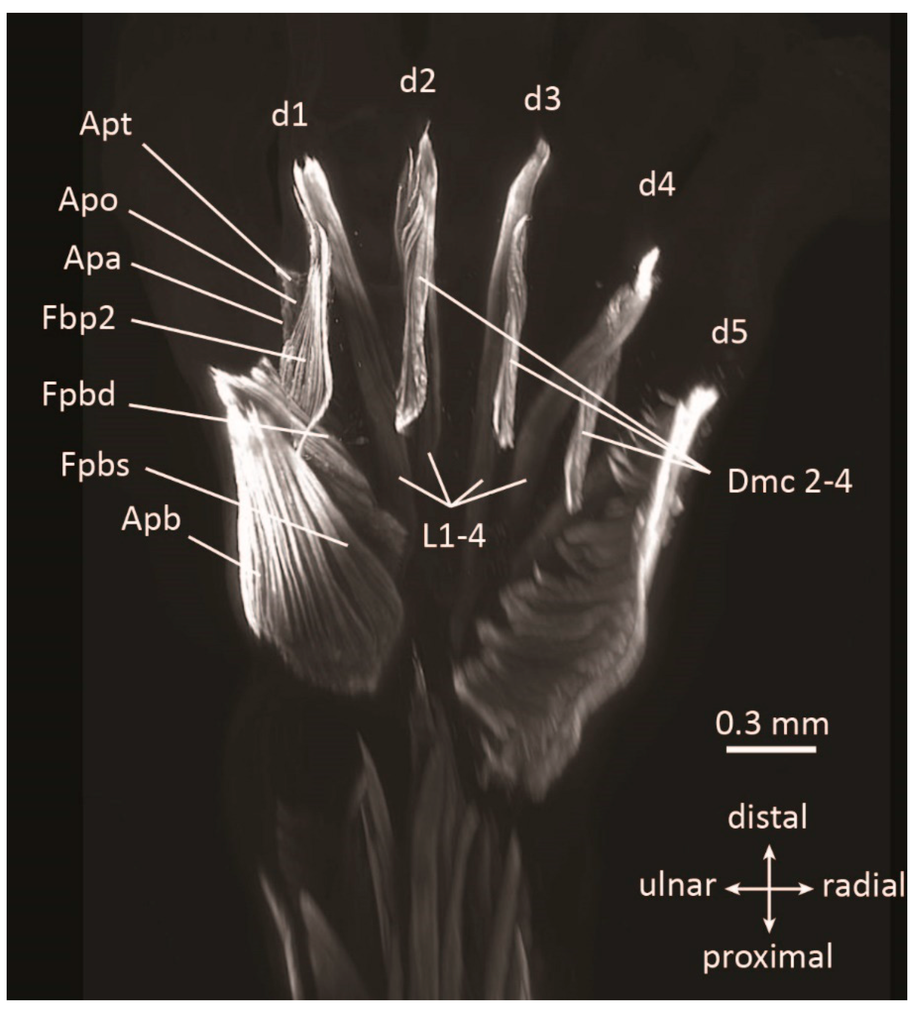 Diversity 13 00393 g004