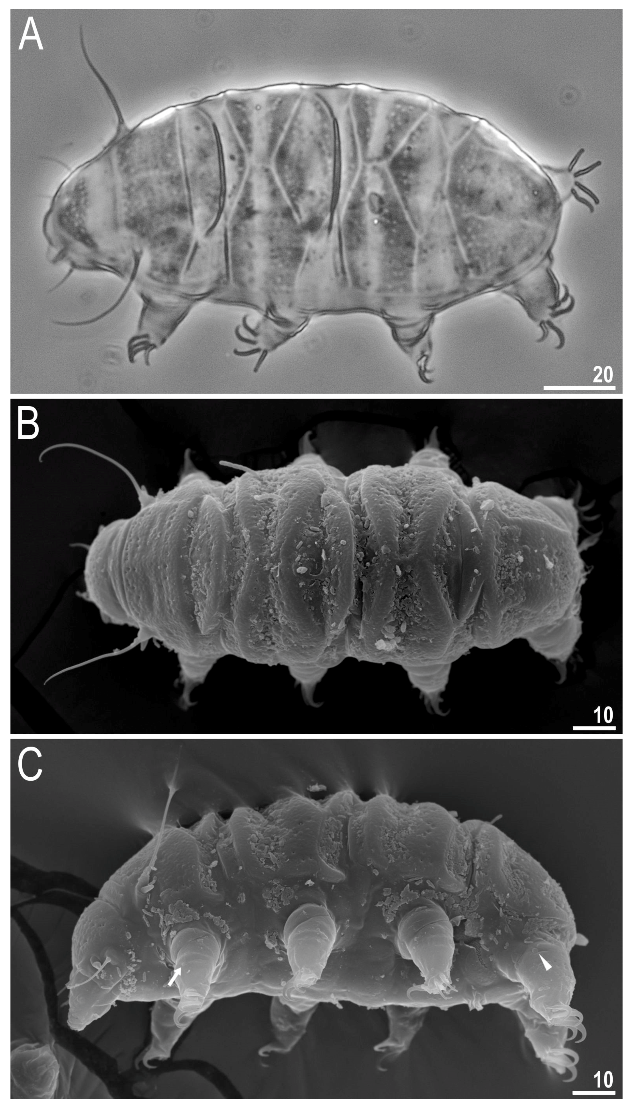 Diversity 13 00394 g001