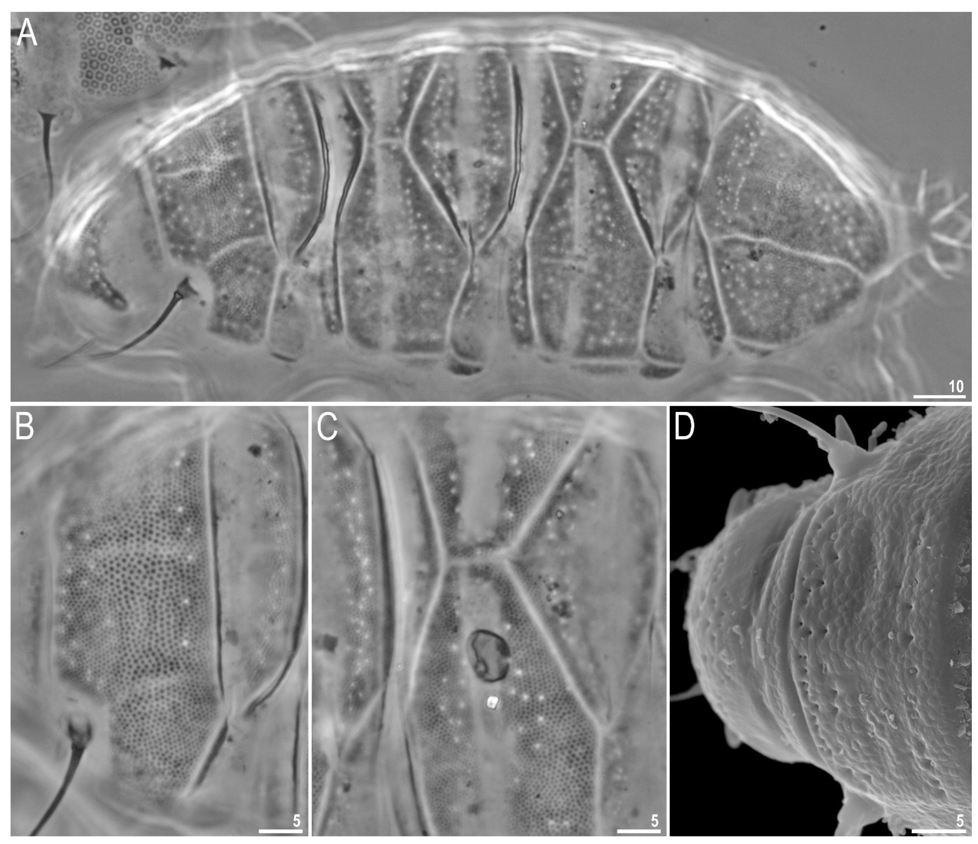 Diversity 13 00394 g002