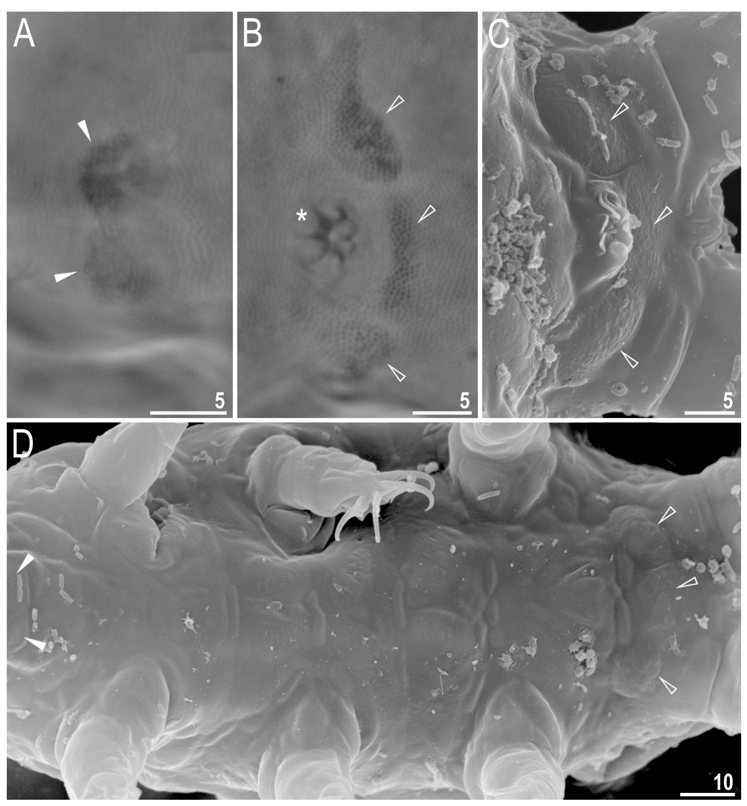 Diversity 13 00394 g003