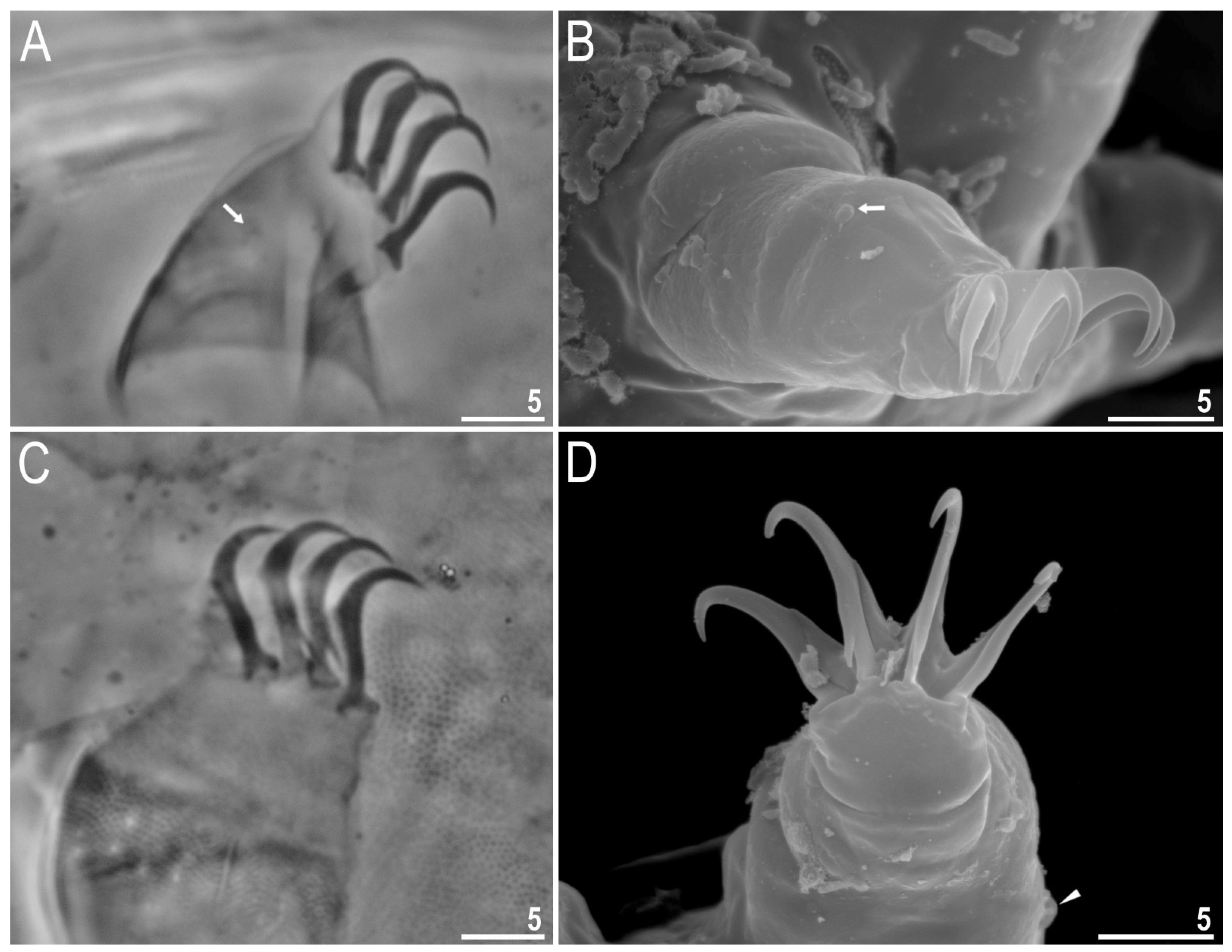 Diversity 13 00394 g004