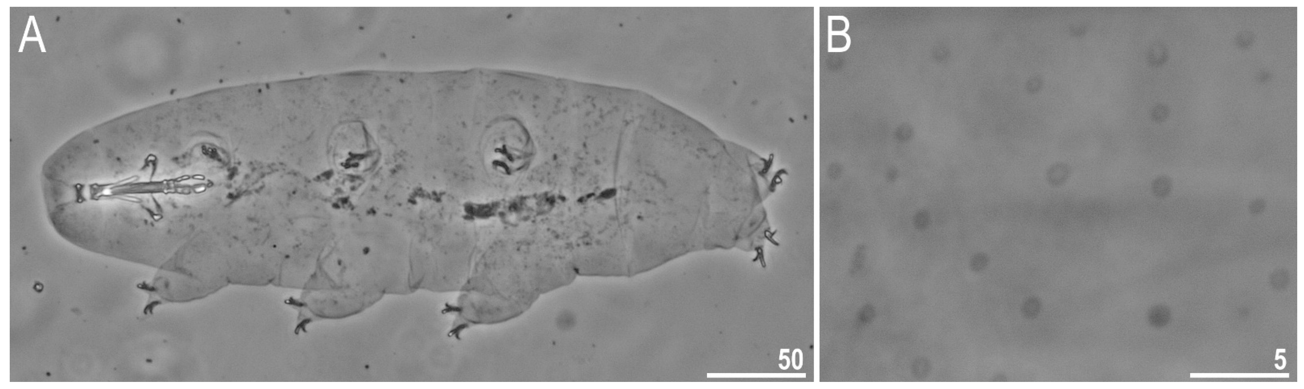 Diversity 13 00394 g005