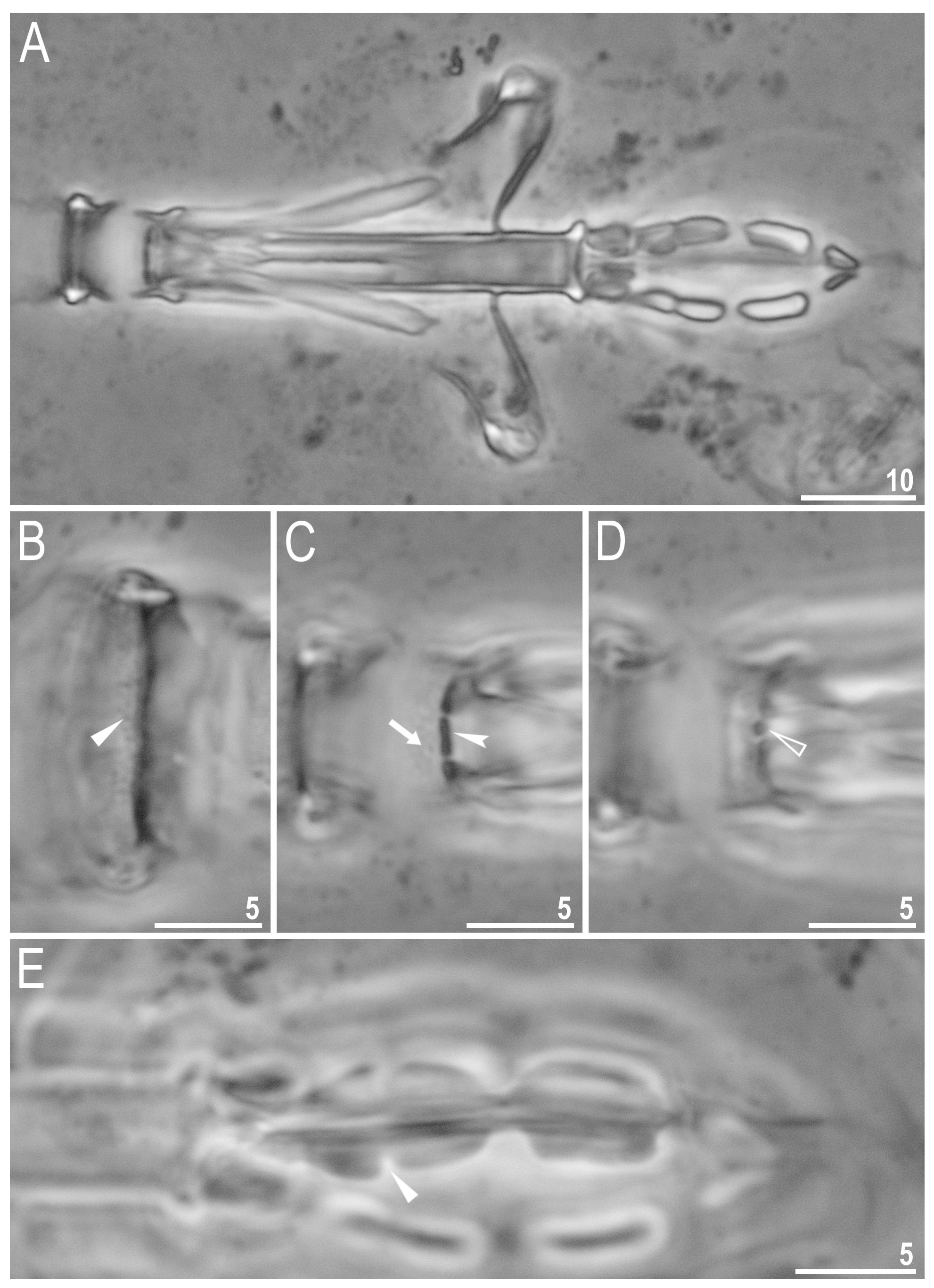 Diversity 13 00394 g006