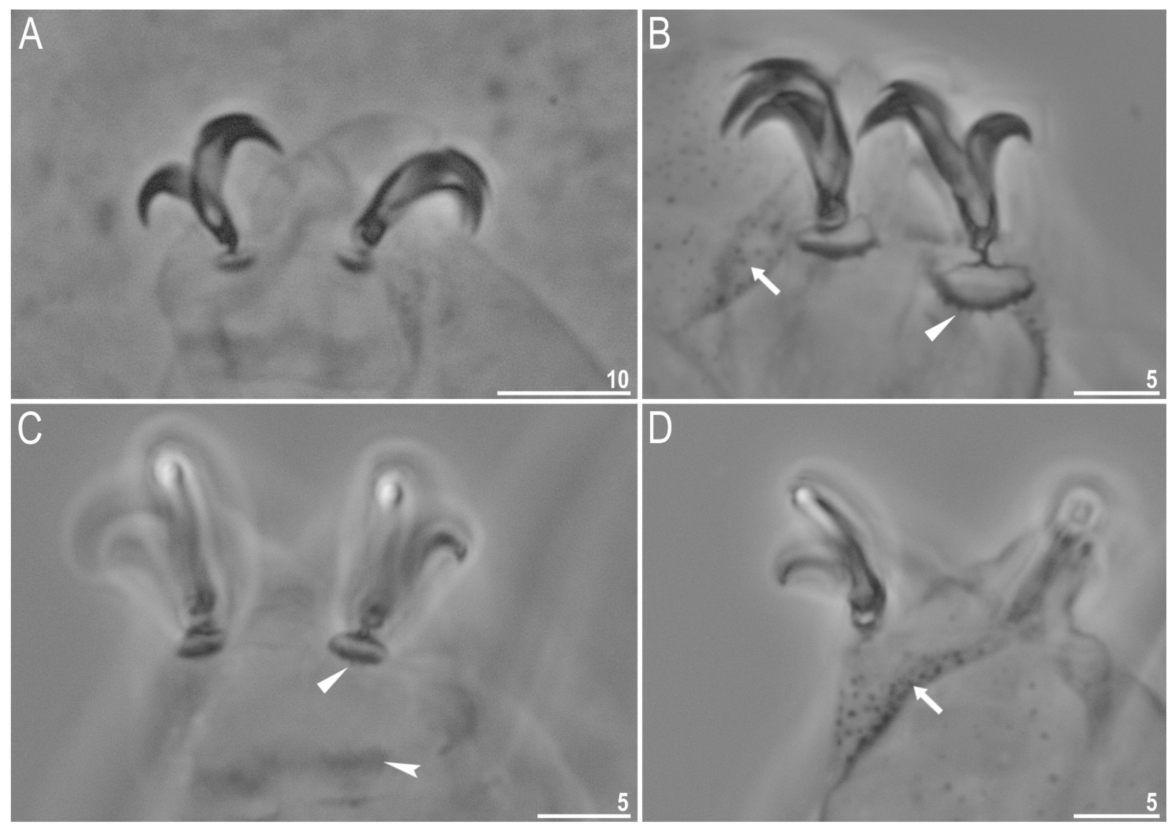 Diversity 13 00394 g007