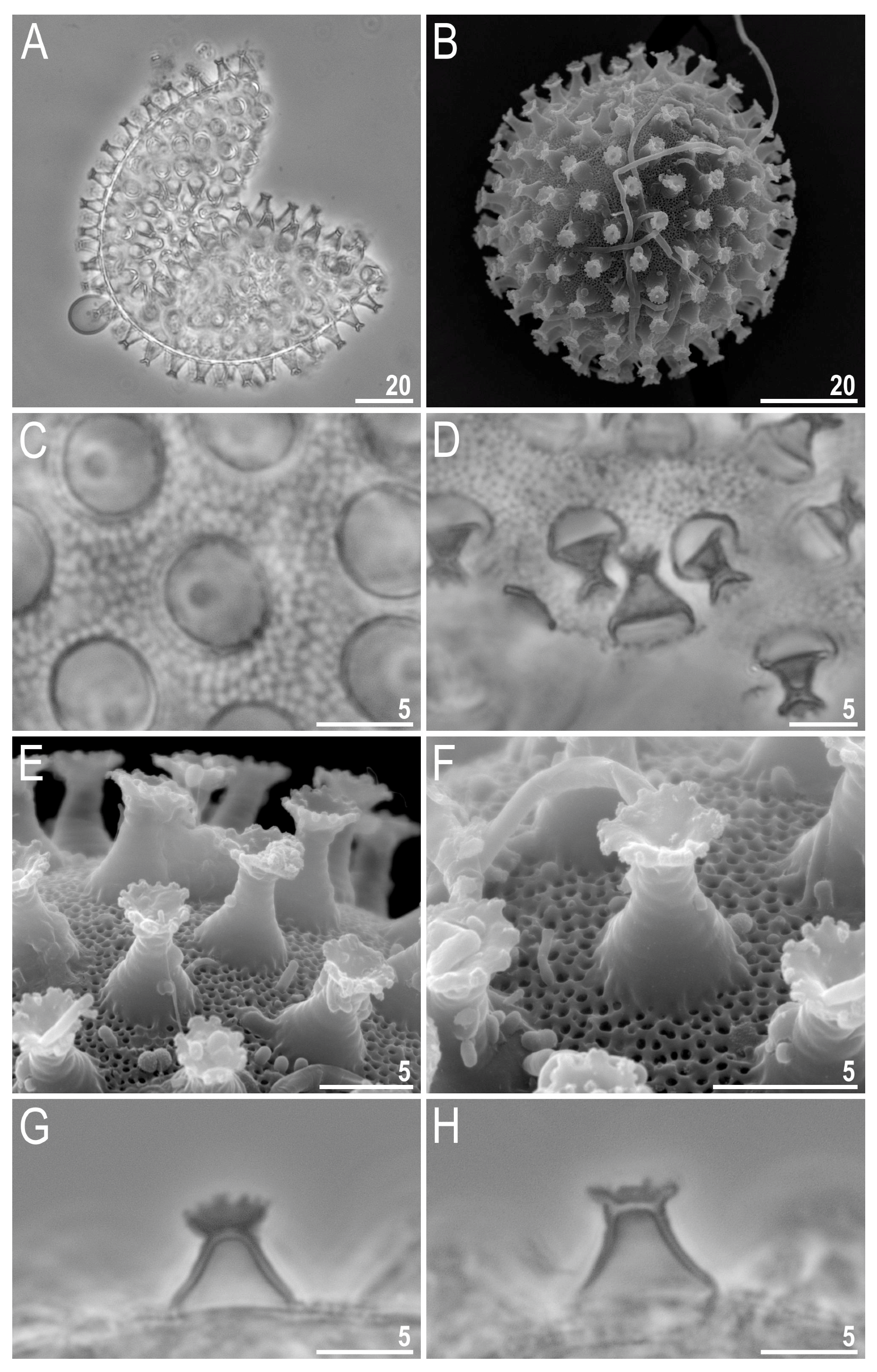 Diversity 13 00394 g008