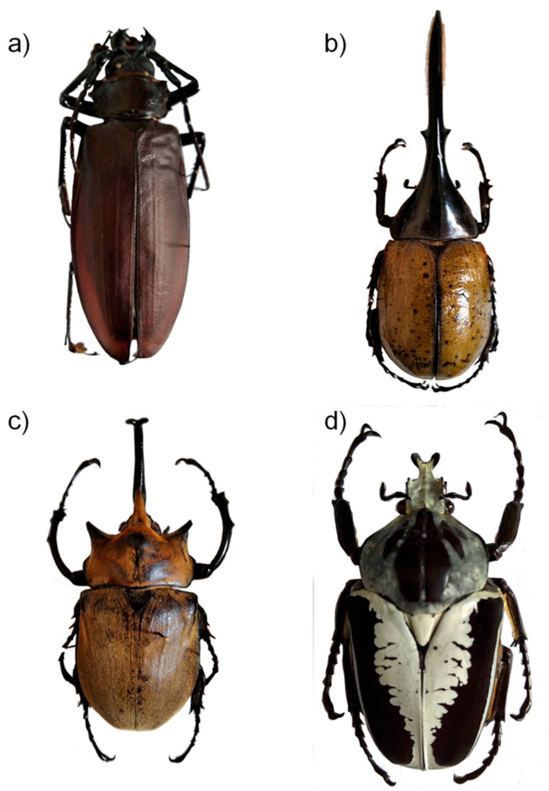 Diversity 13 00406 g001