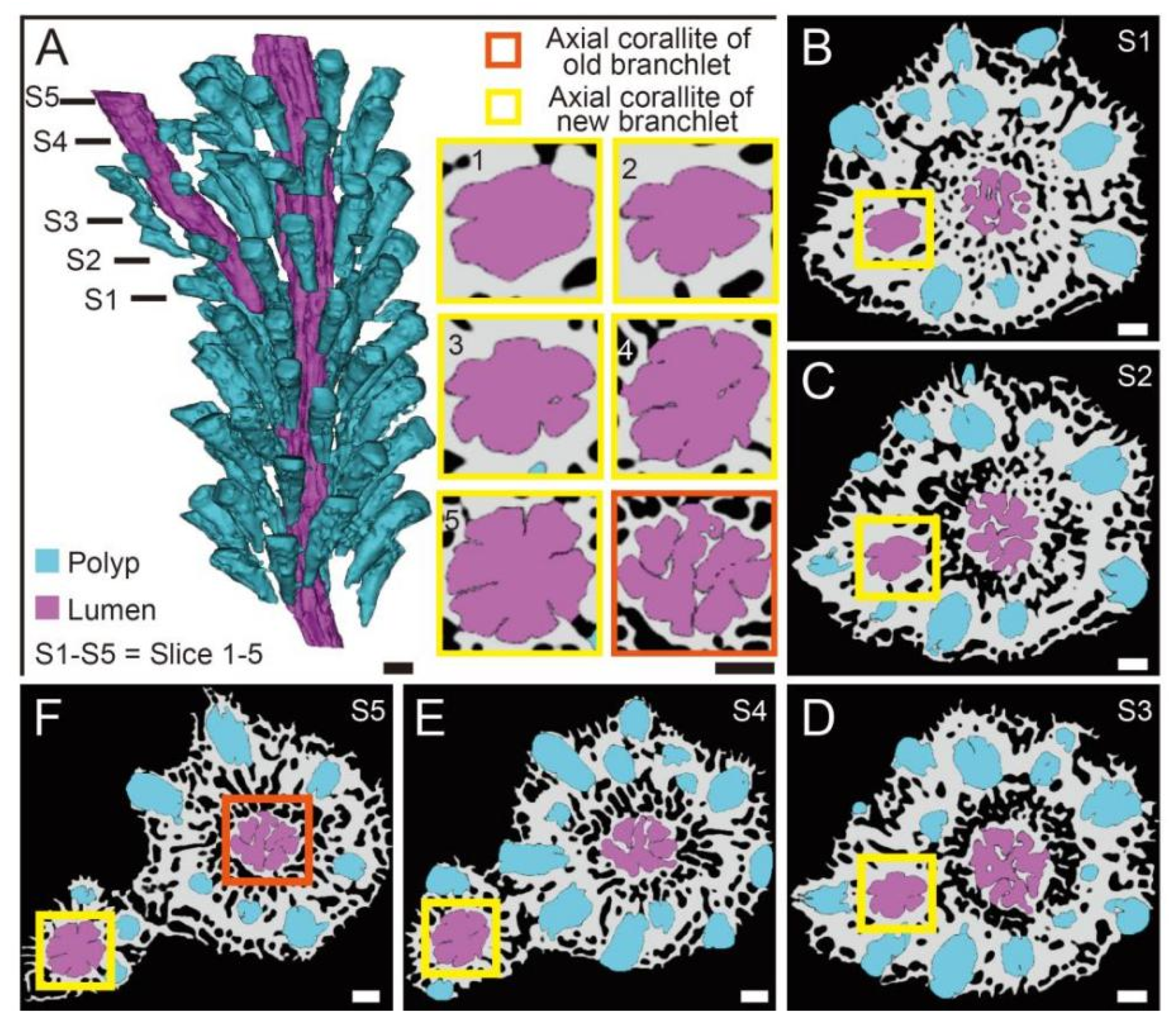 Diversity 13 00407 g003