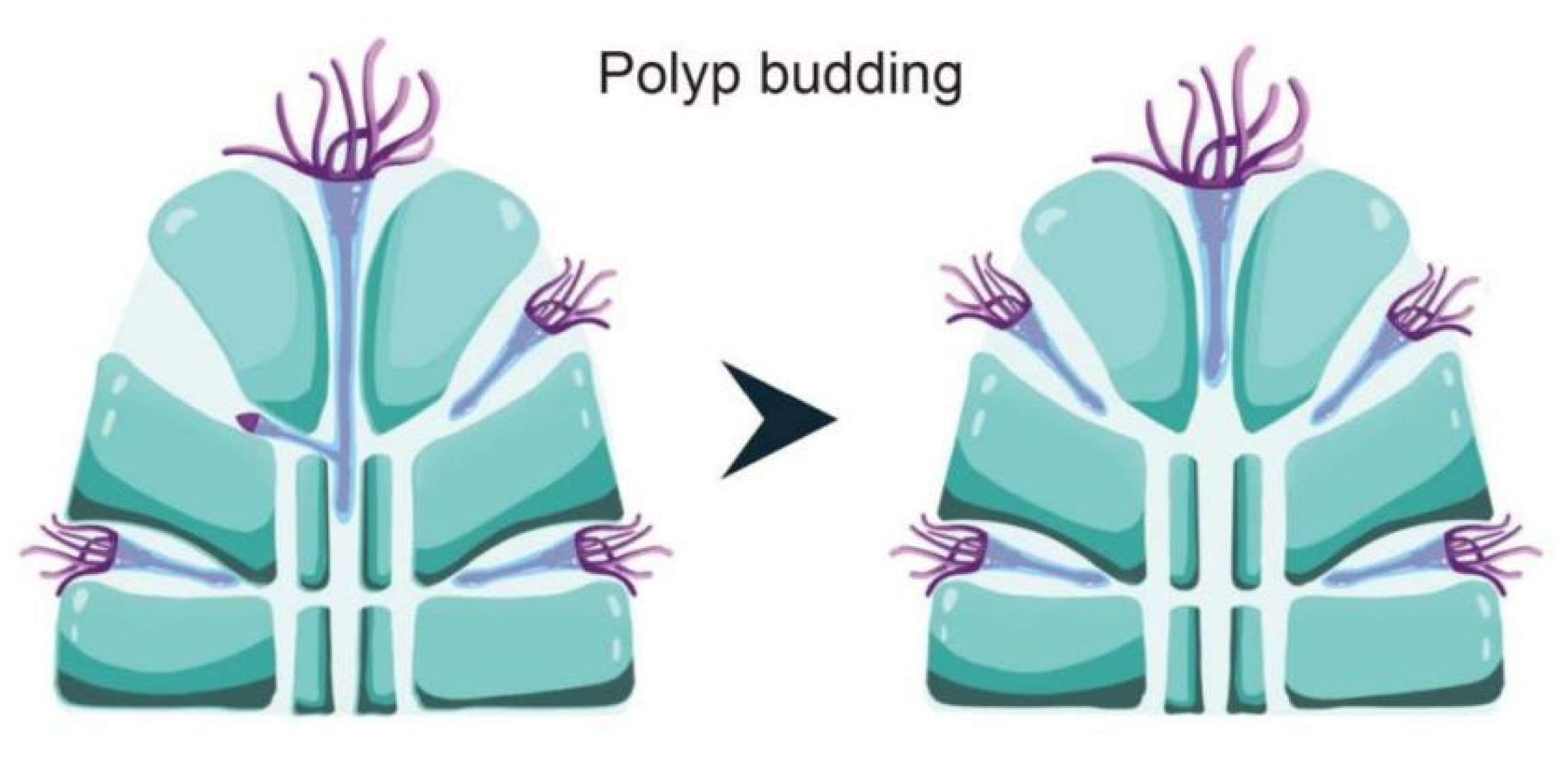 Diversity 13 00407 g006