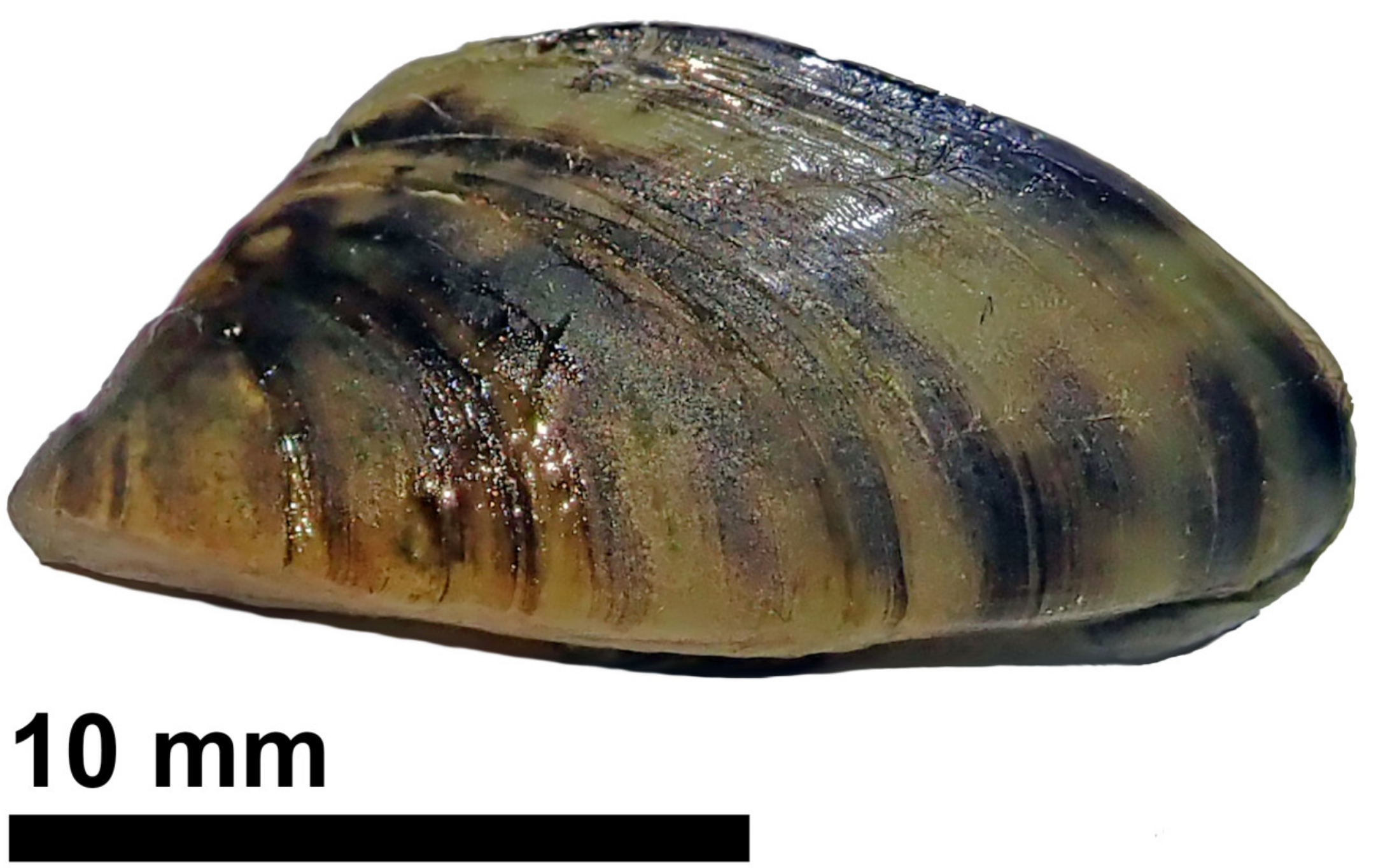 Diversity 13 00410 g001