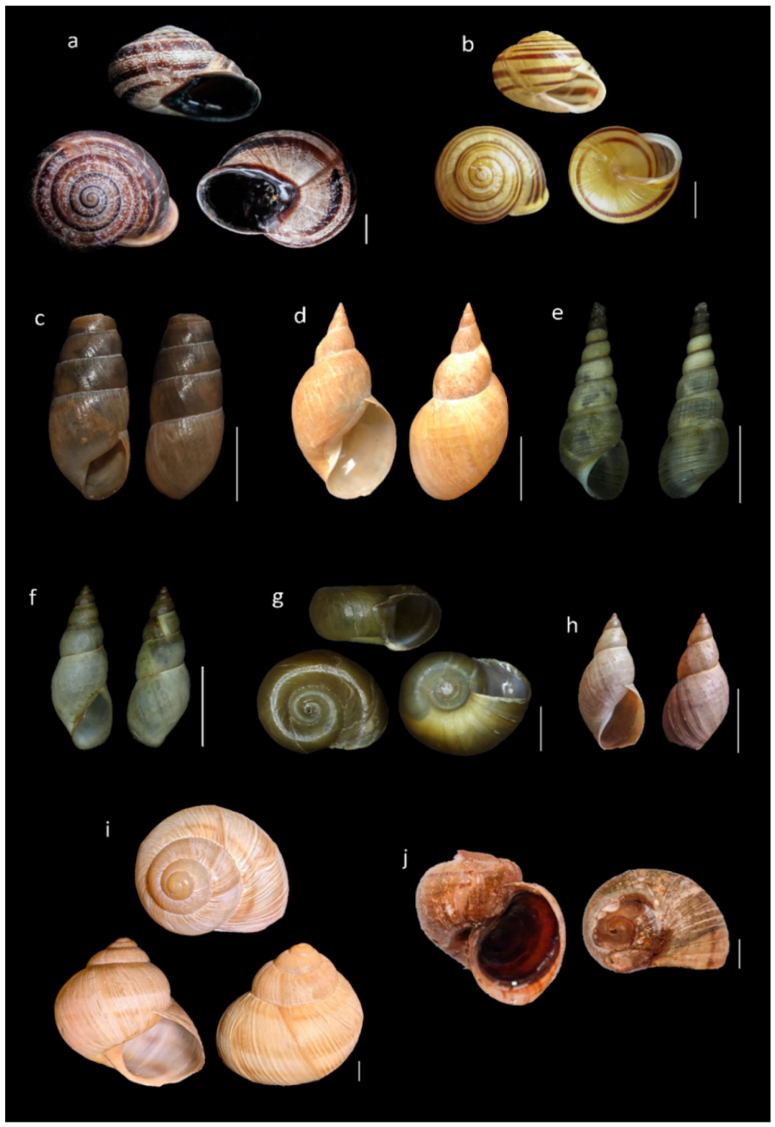 Diversity 13 00415 g002