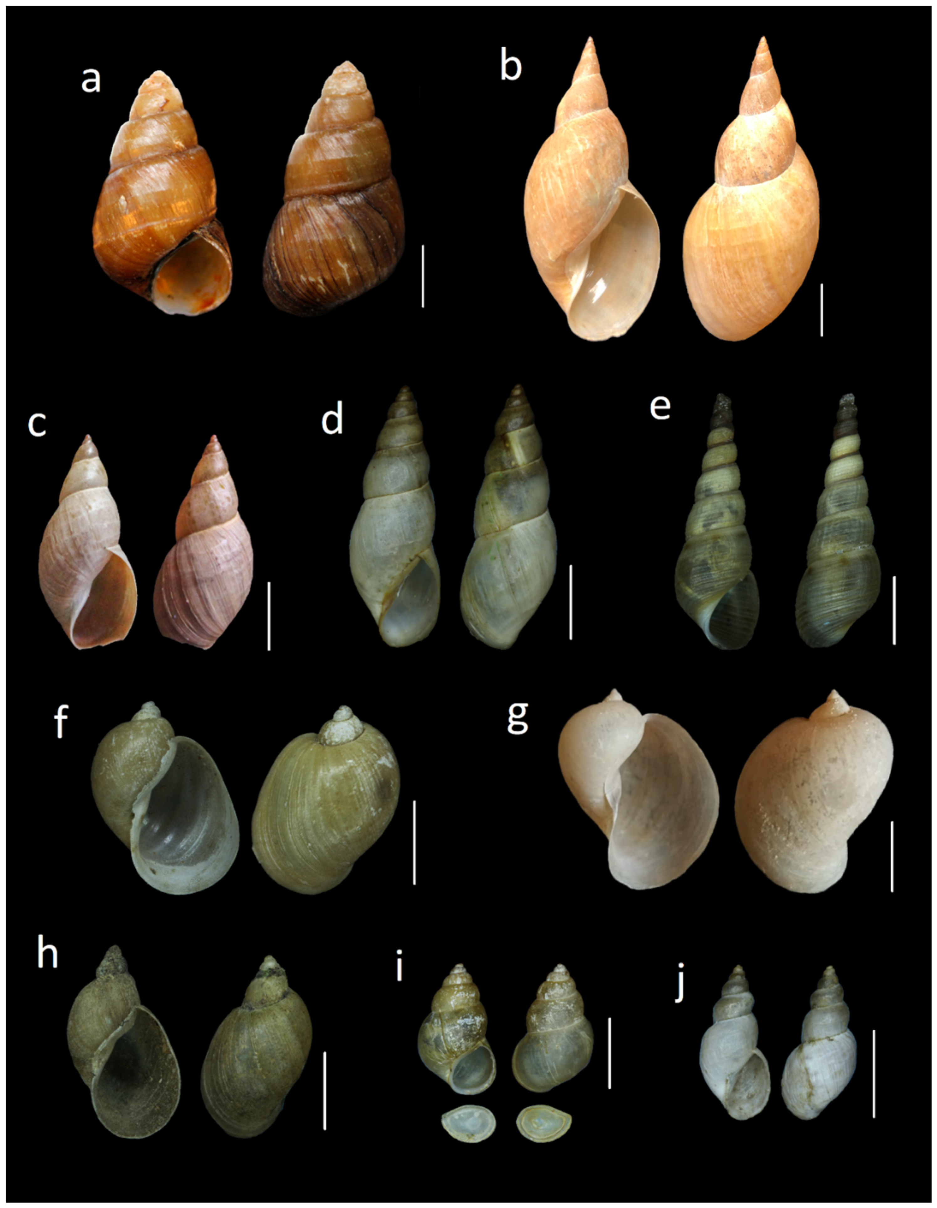 Diversity 13 00415 g005