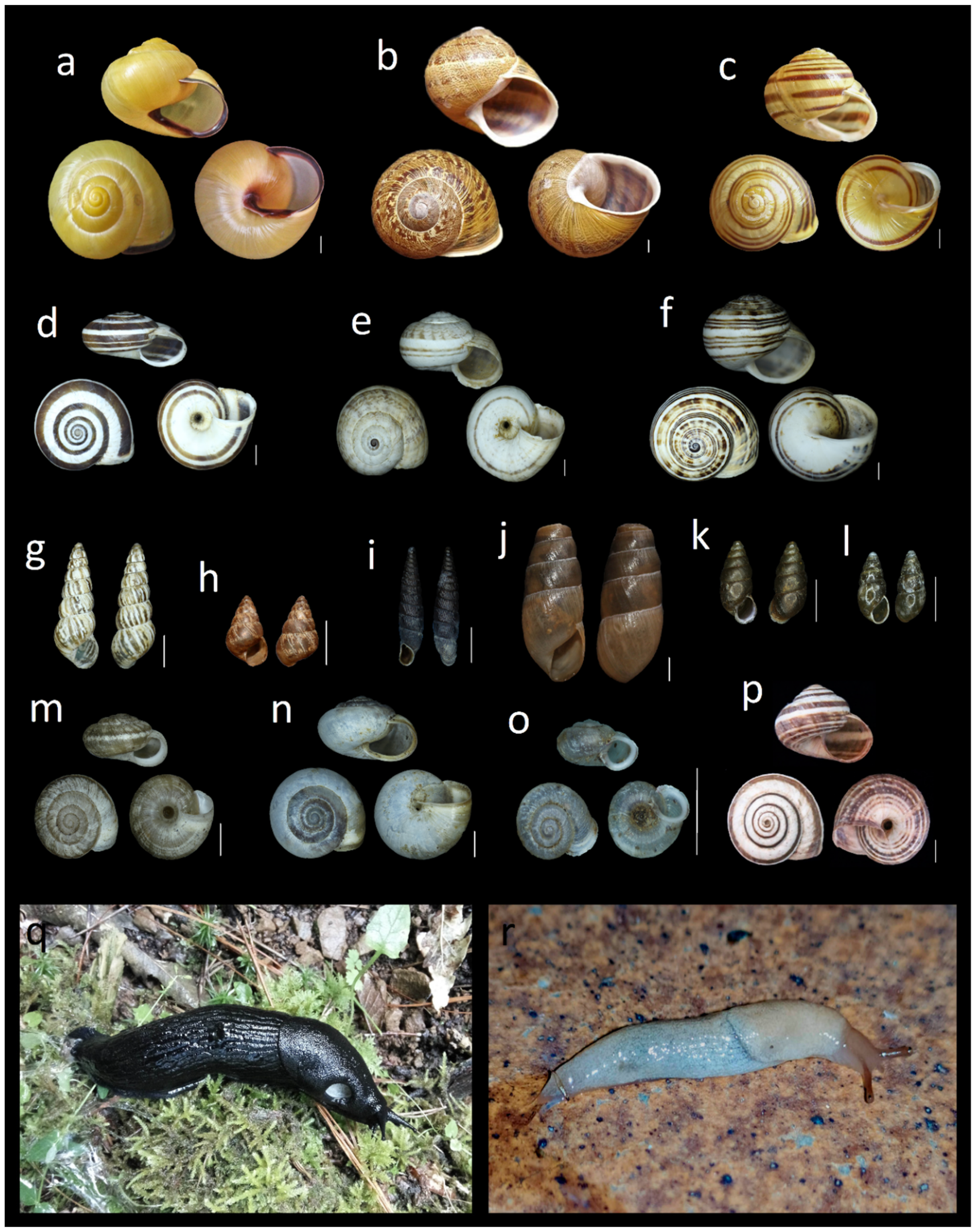 Diversity 13 00415 g006