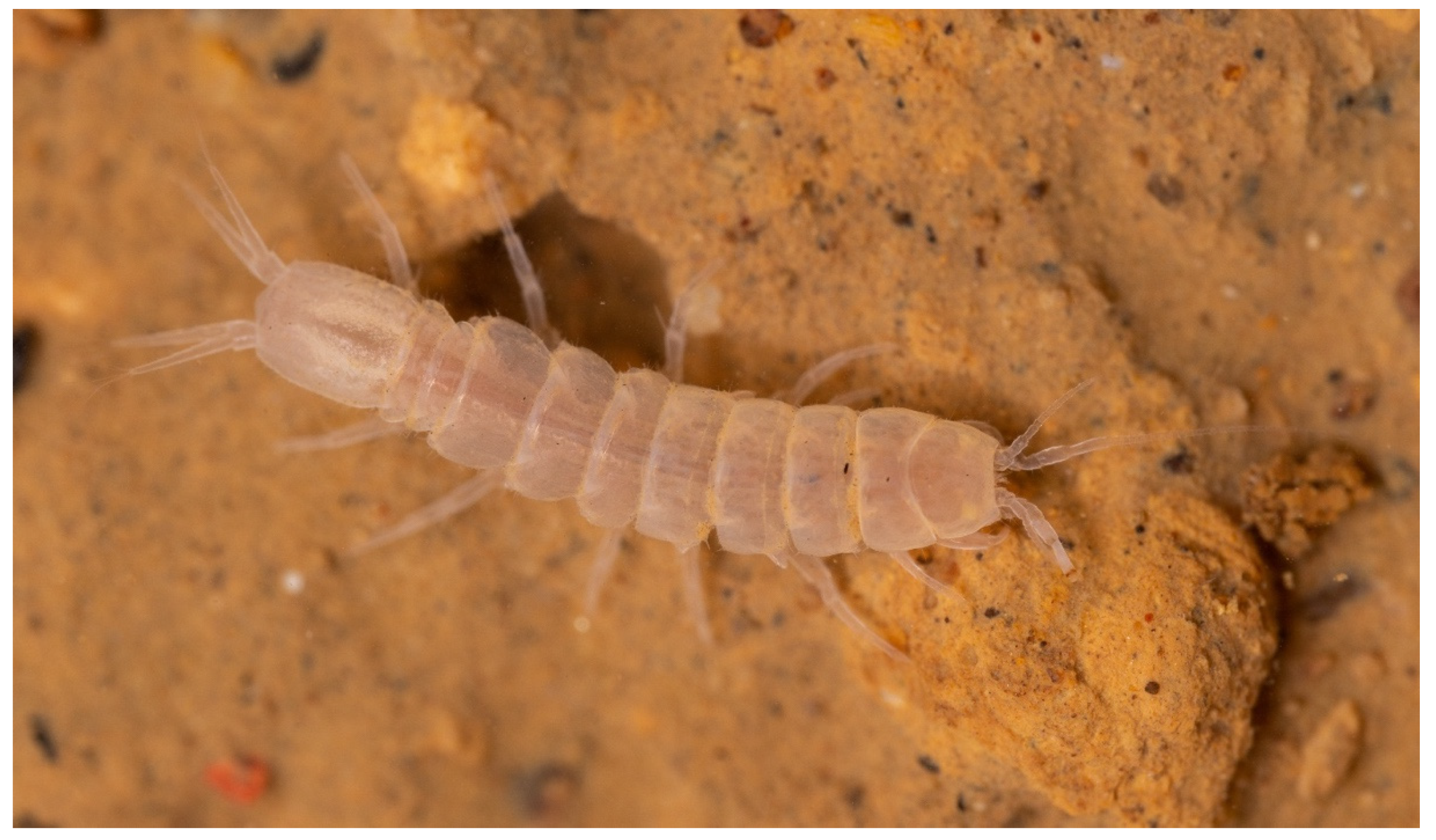 Diversity 13 00419 g005