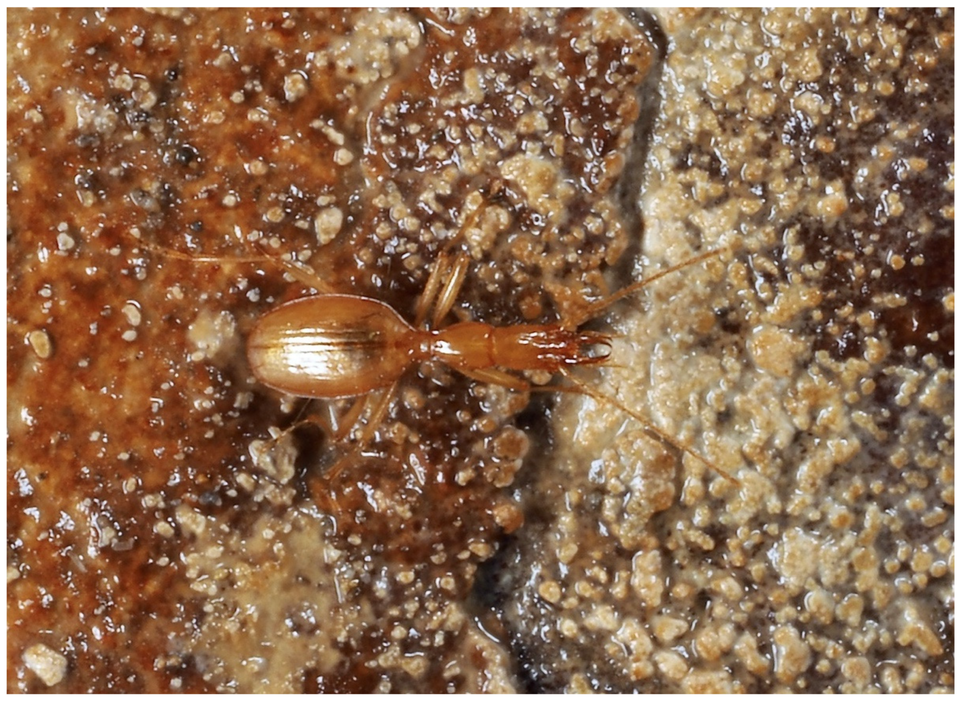 Diversity 13 00419 g008