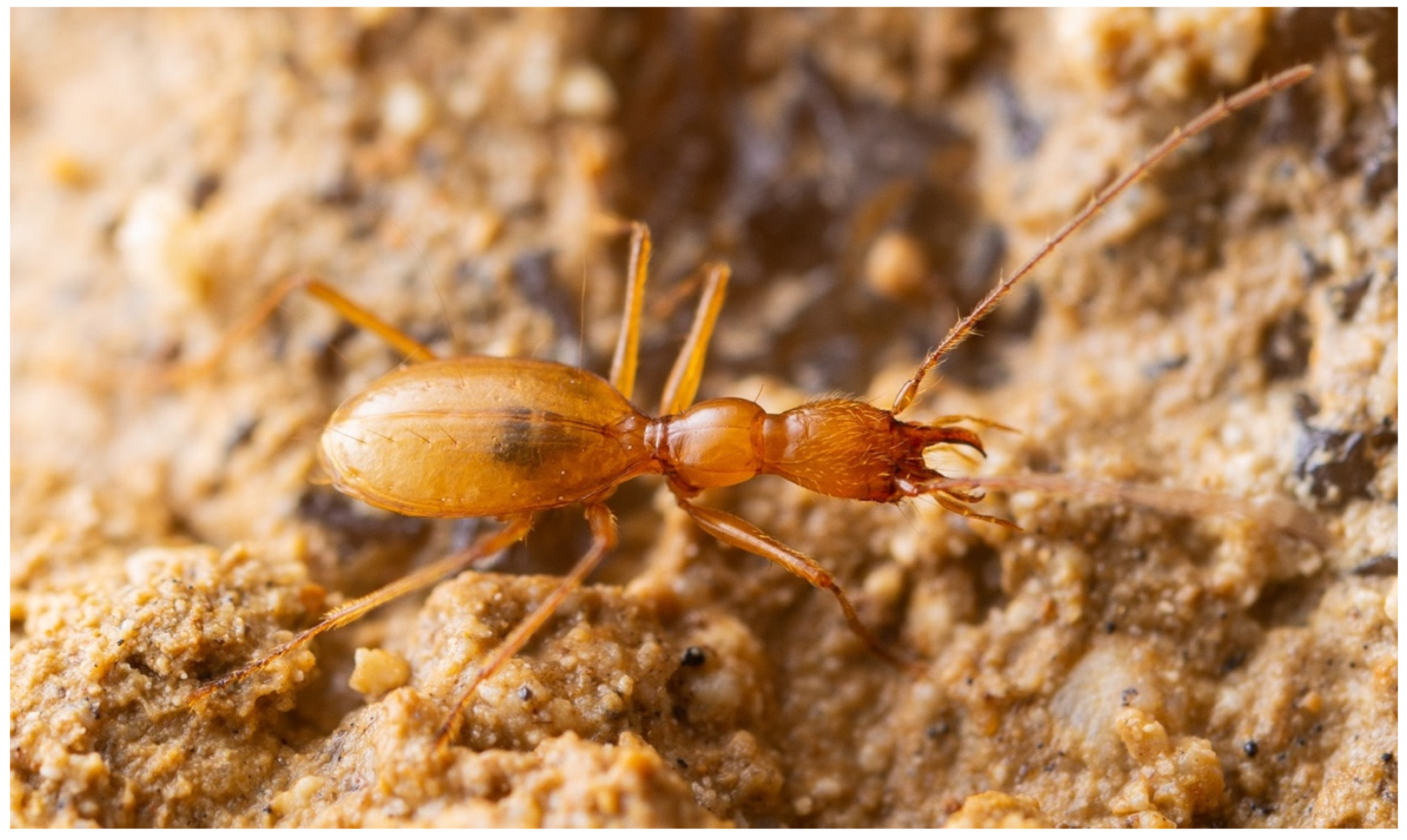 Diversity 13 00419 g009