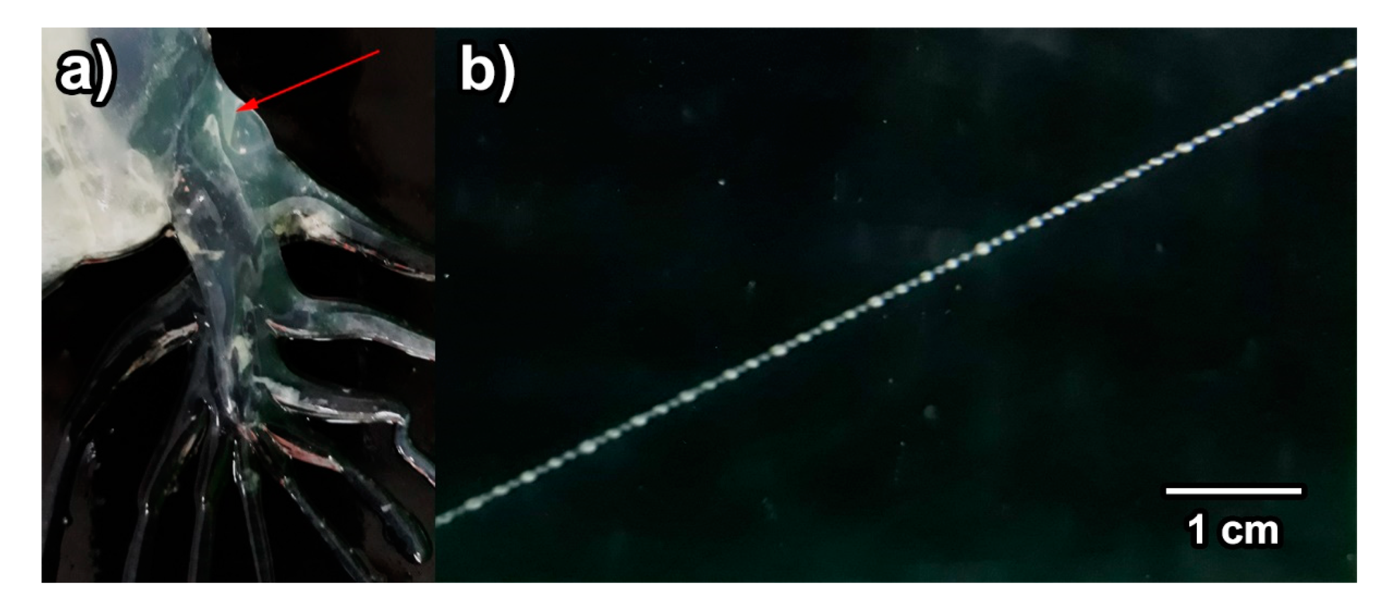 Diversity 13 00420 g002