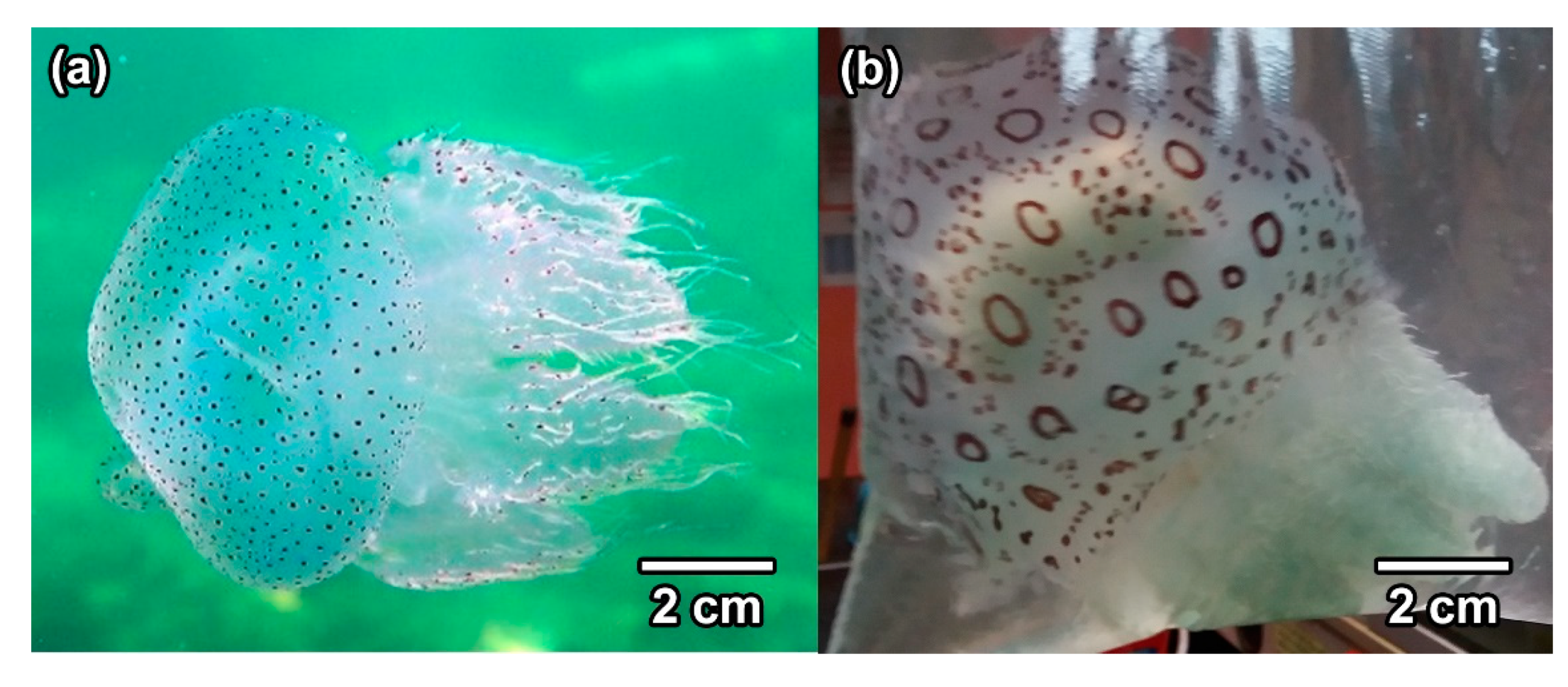 Diversity 13 00420 g003