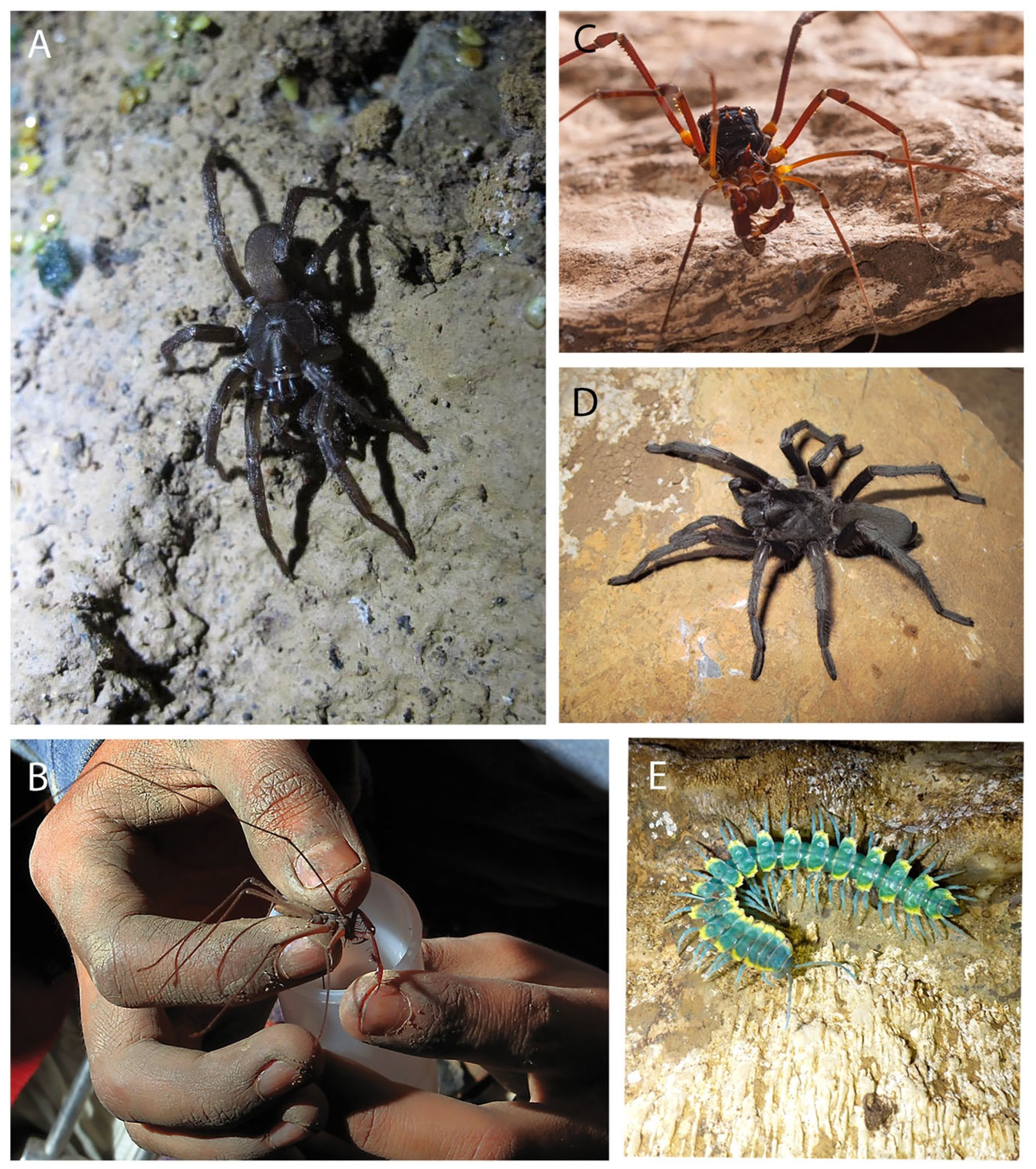 Diversity 13 00429 g002