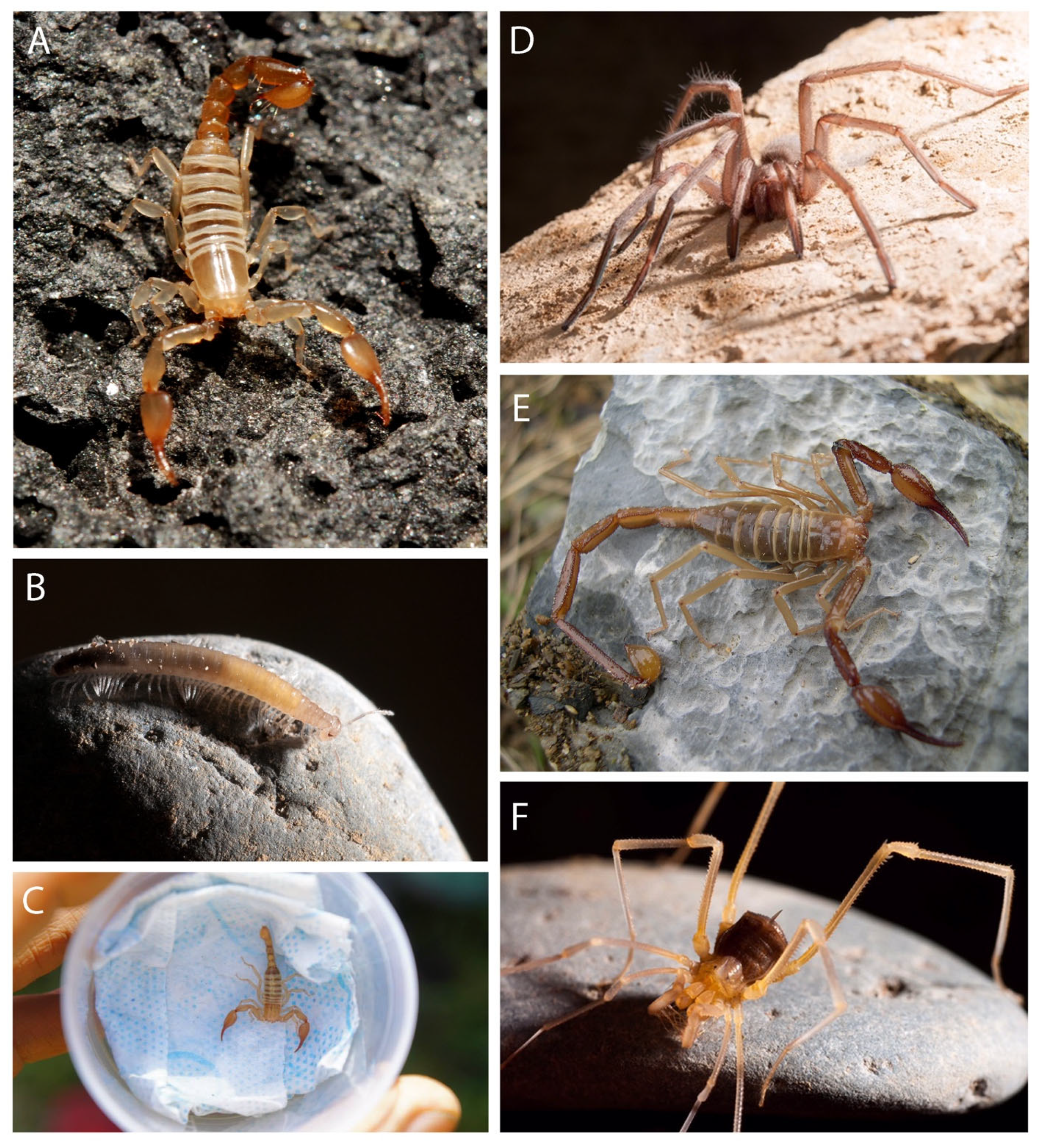 Diversity 13 00429 g003