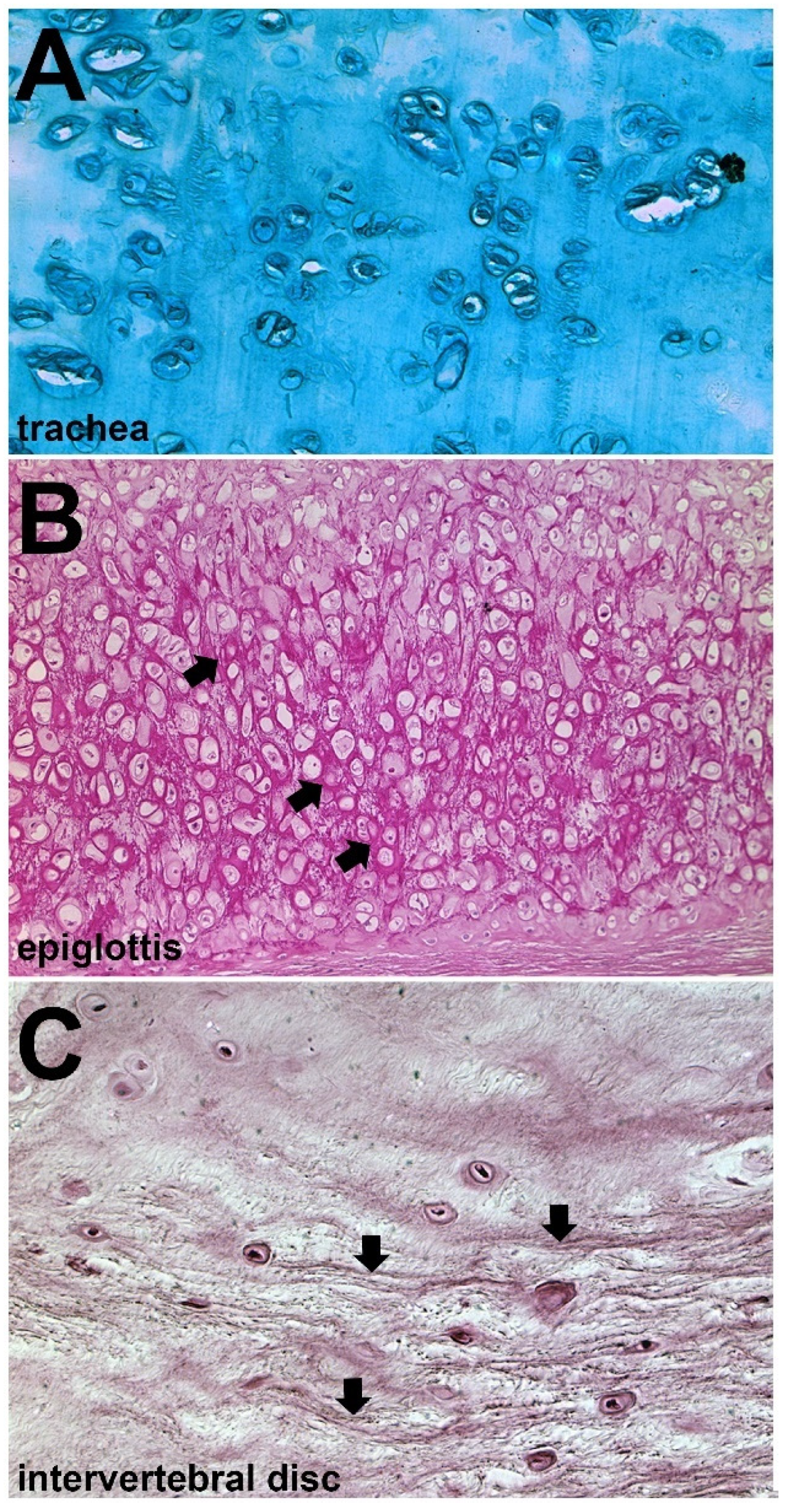 Diversity 13 00435 g004