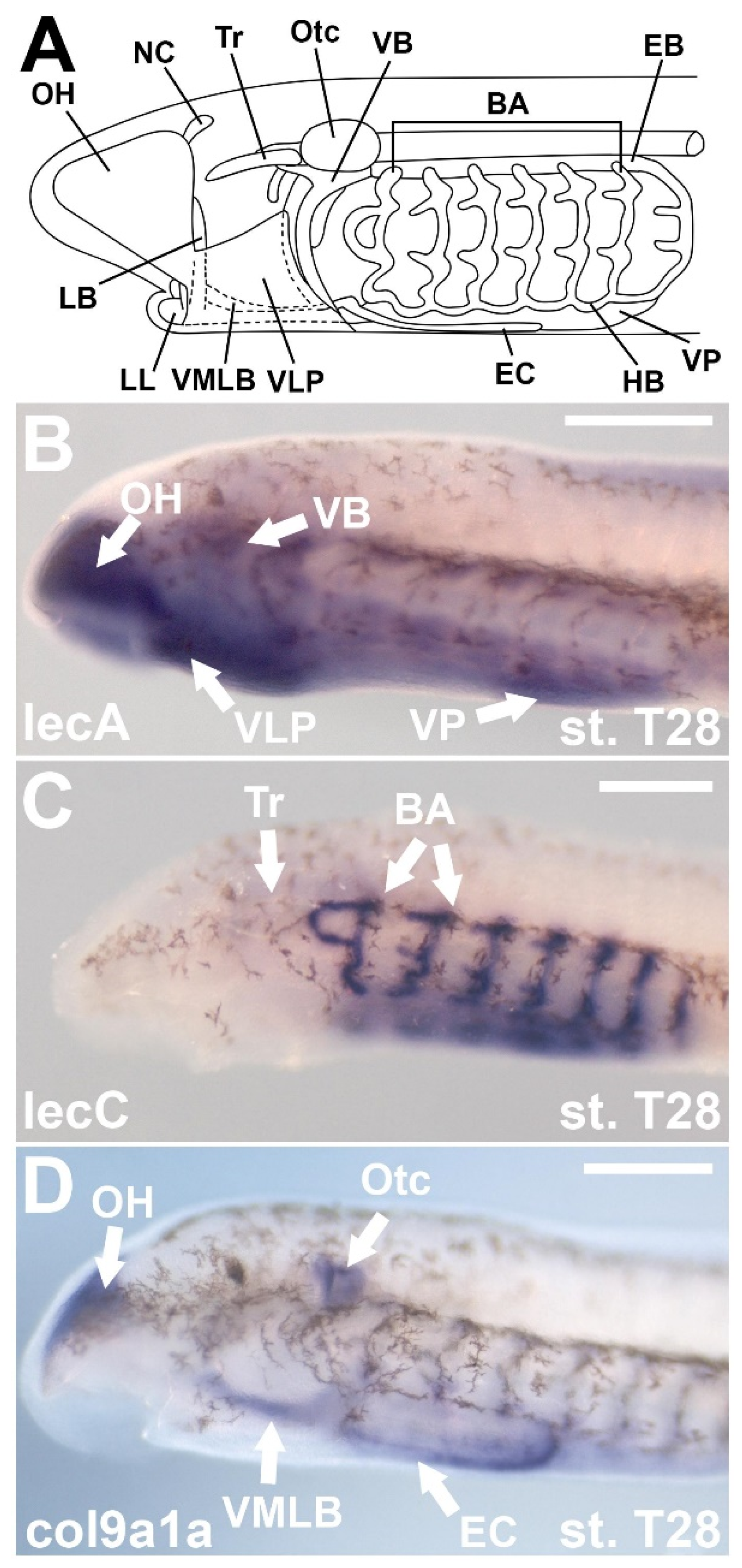 Diversity 13 00435 g005
