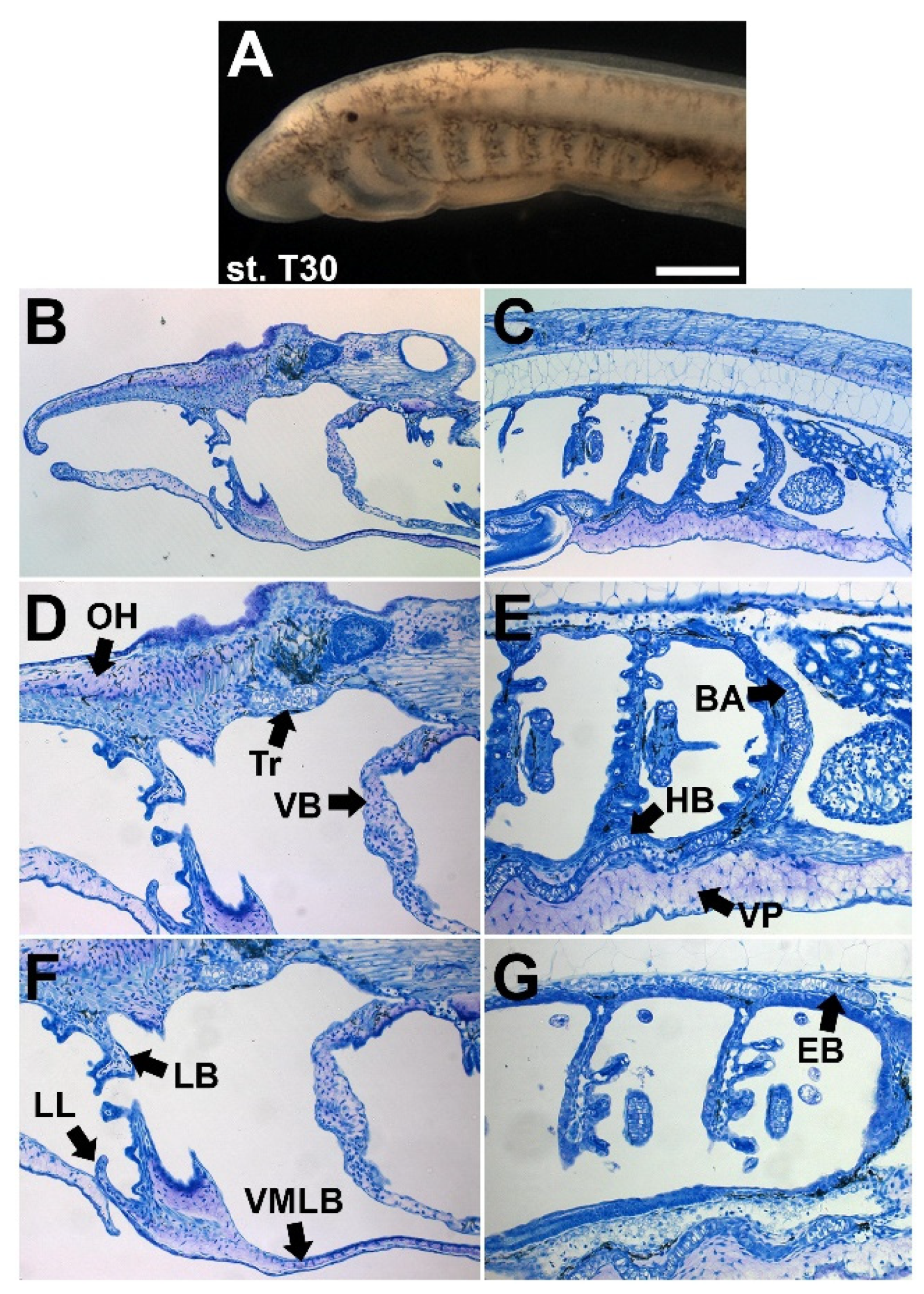 Diversity 13 00435 g006
