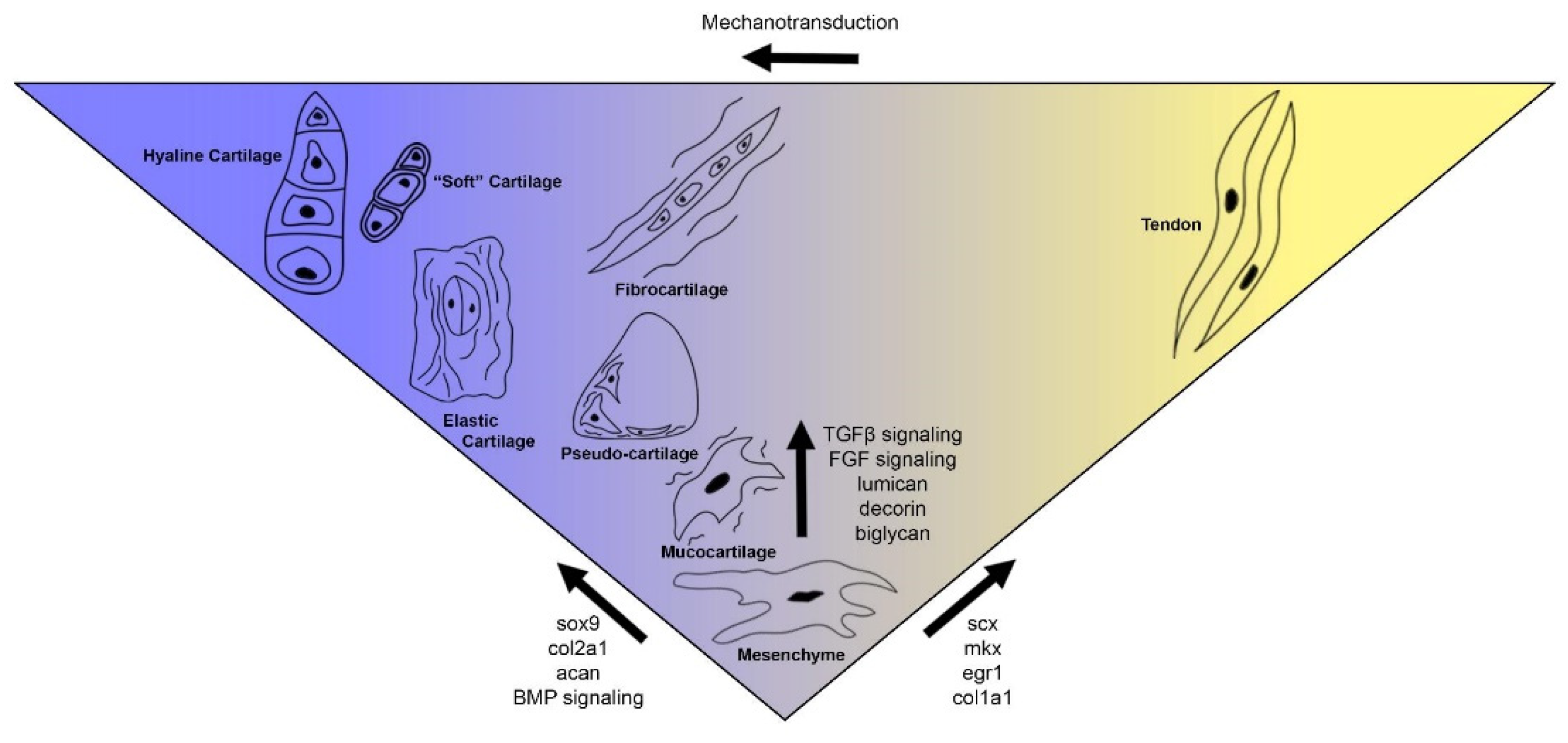 Diversity 13 00435 g007