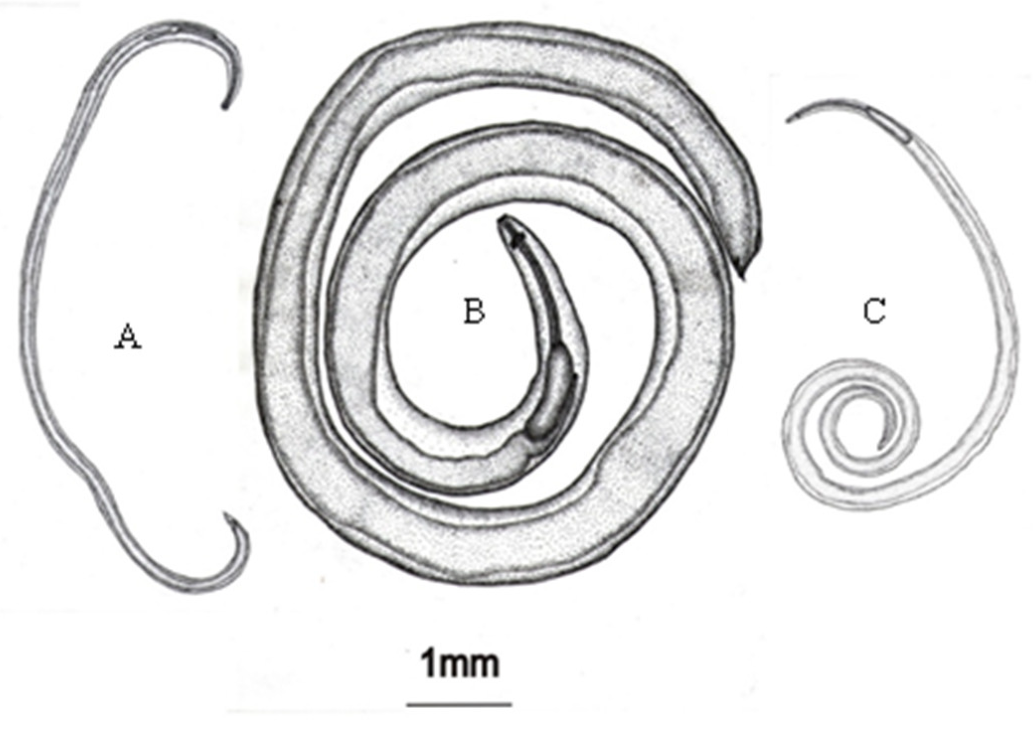 Diversity 13 00436 g002