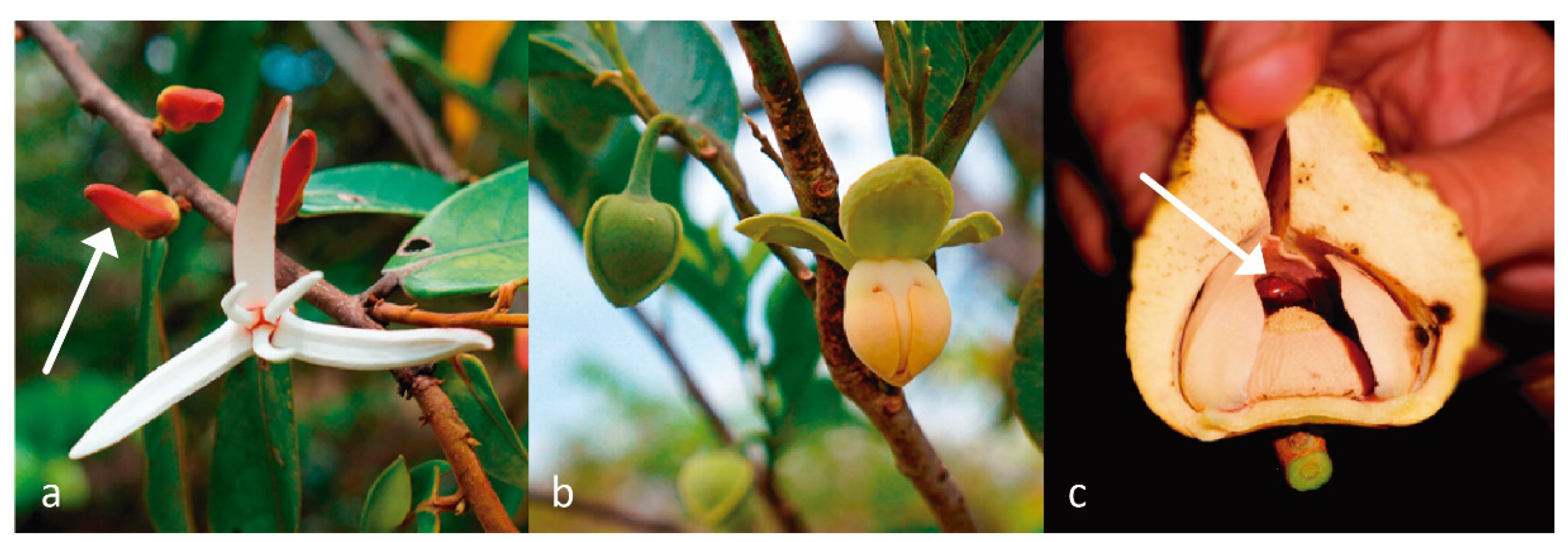 Diversity 13 00438 g002