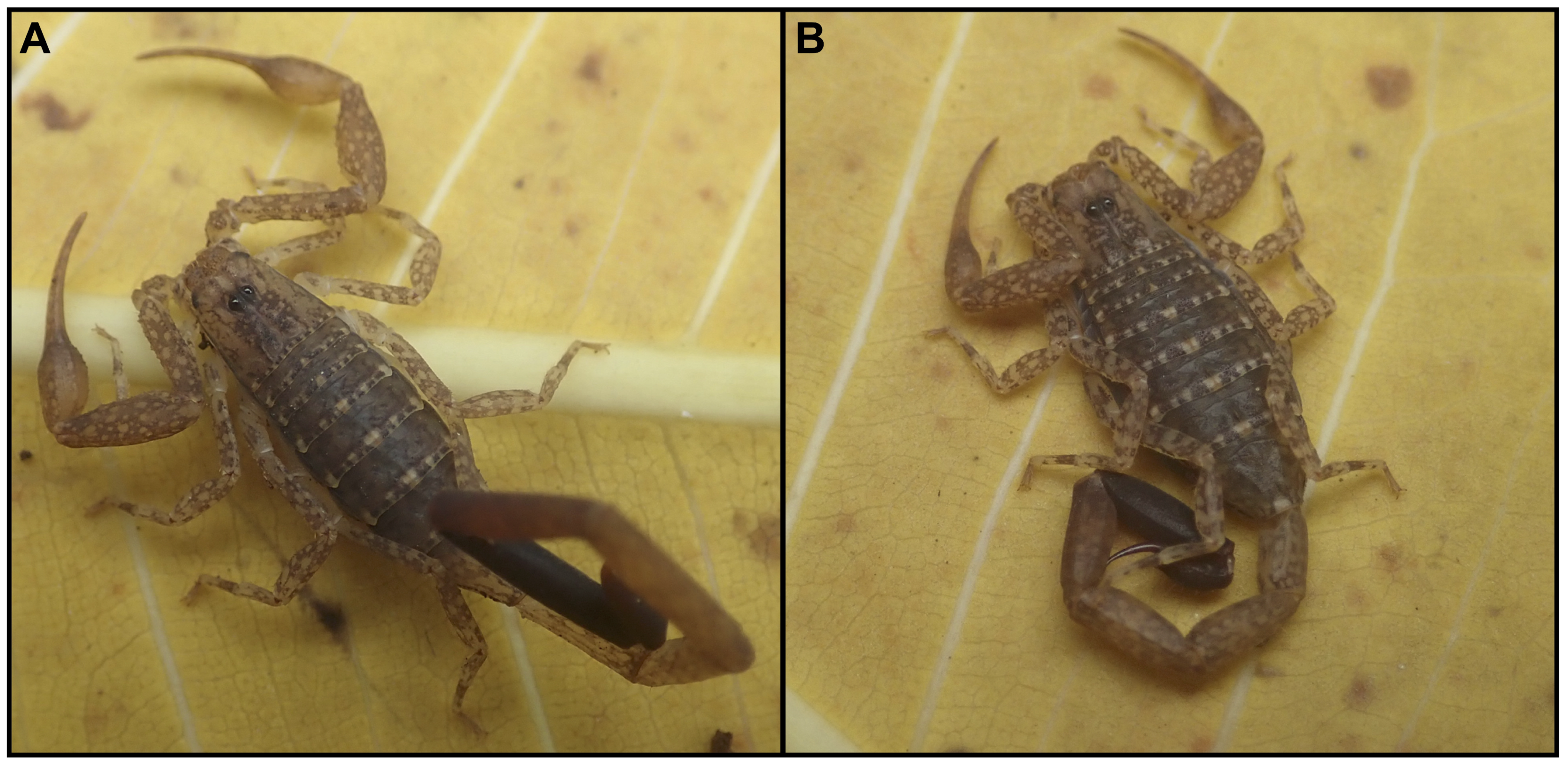 Diversity 13 00441 g001