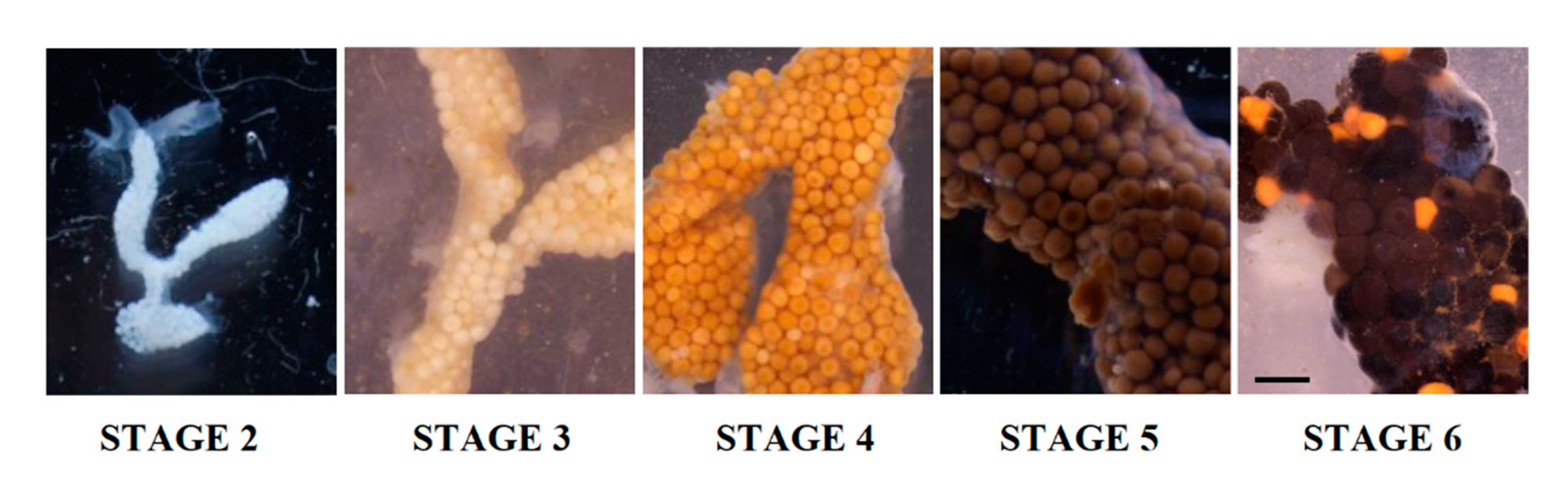 Diversity 13 00445 g003