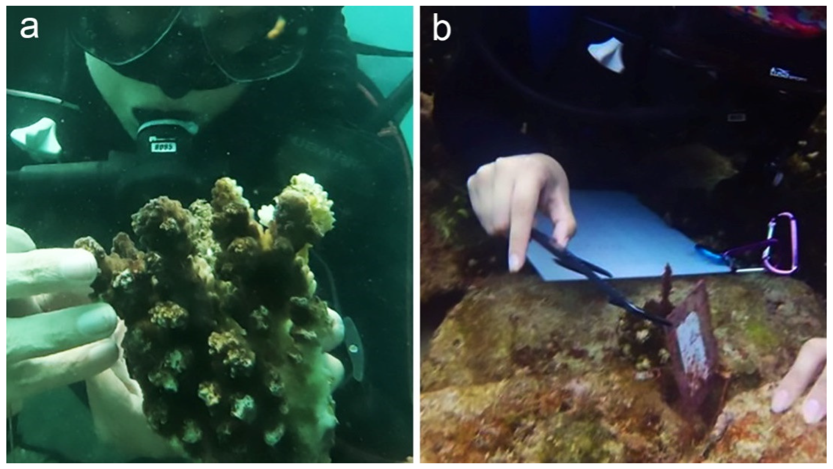 Diversity 13 00450 g002