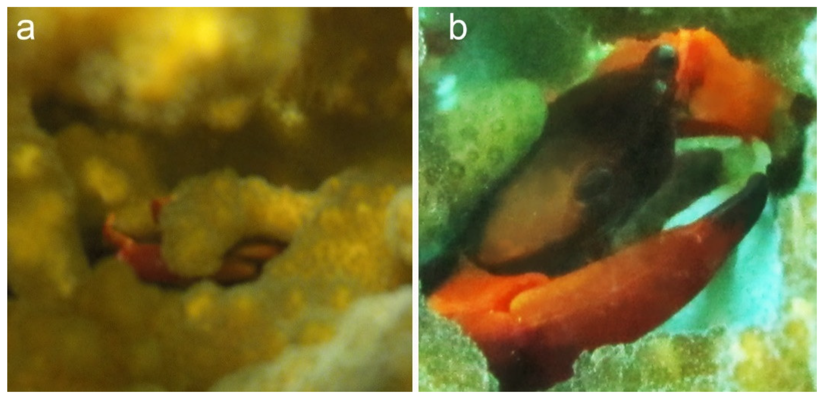 Diversity 13 00450 g003