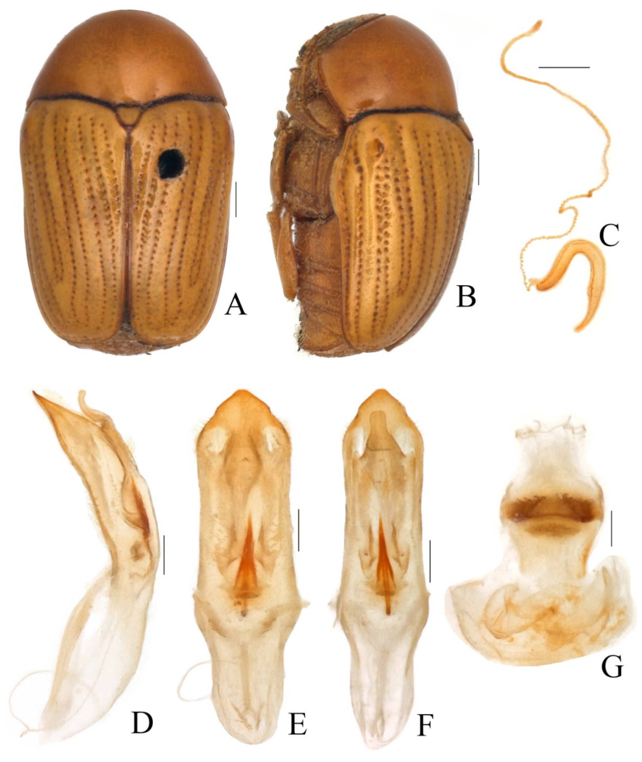 Diversity 13 00451 g001