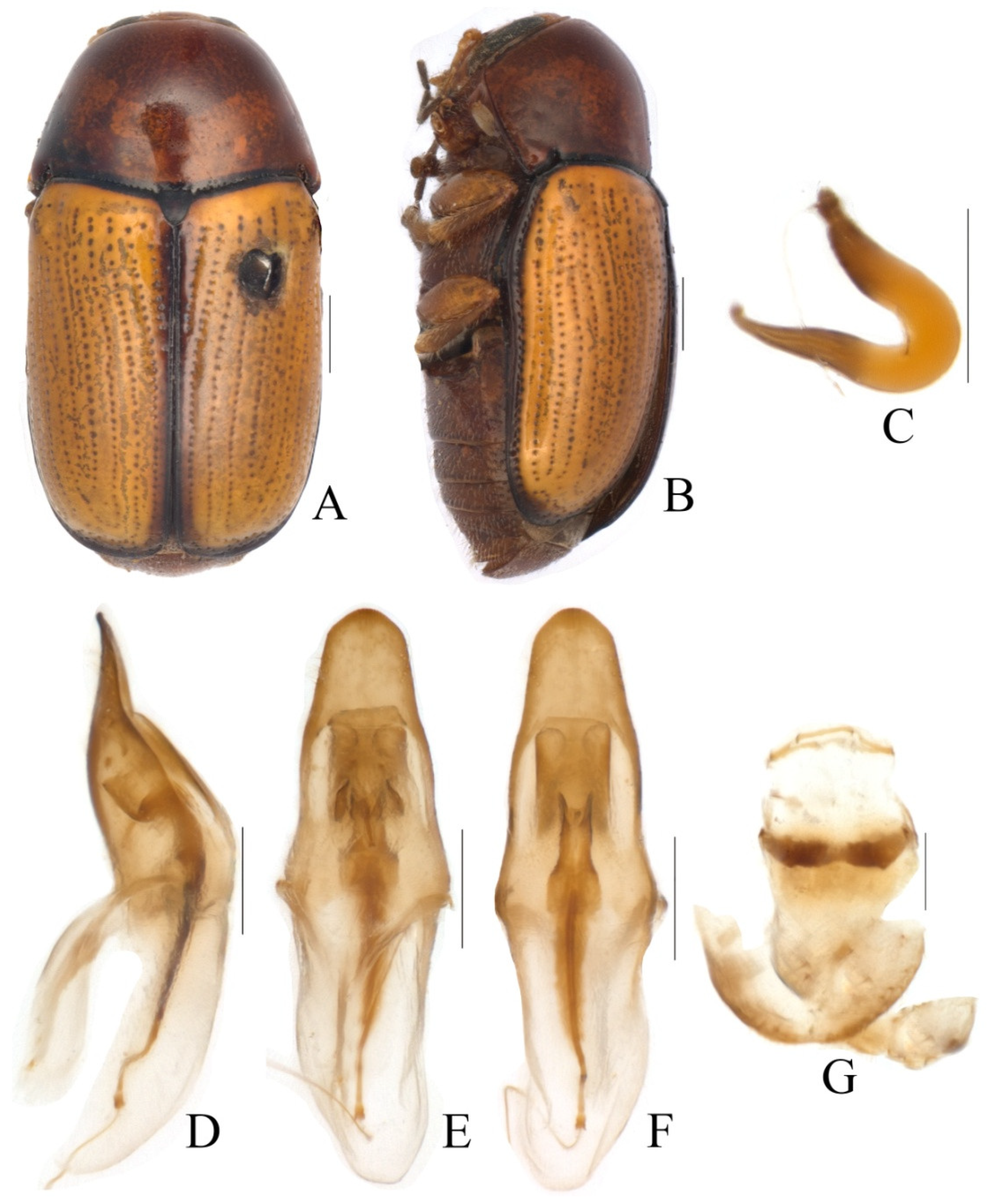 Diversity 13 00451 g005