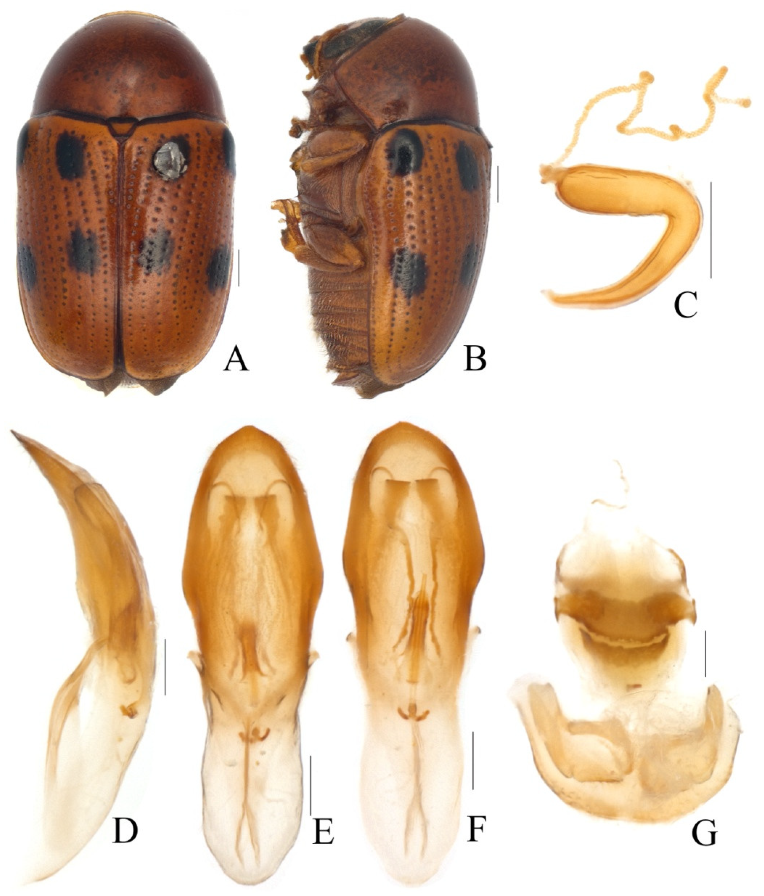 Diversity 13 00451 g010