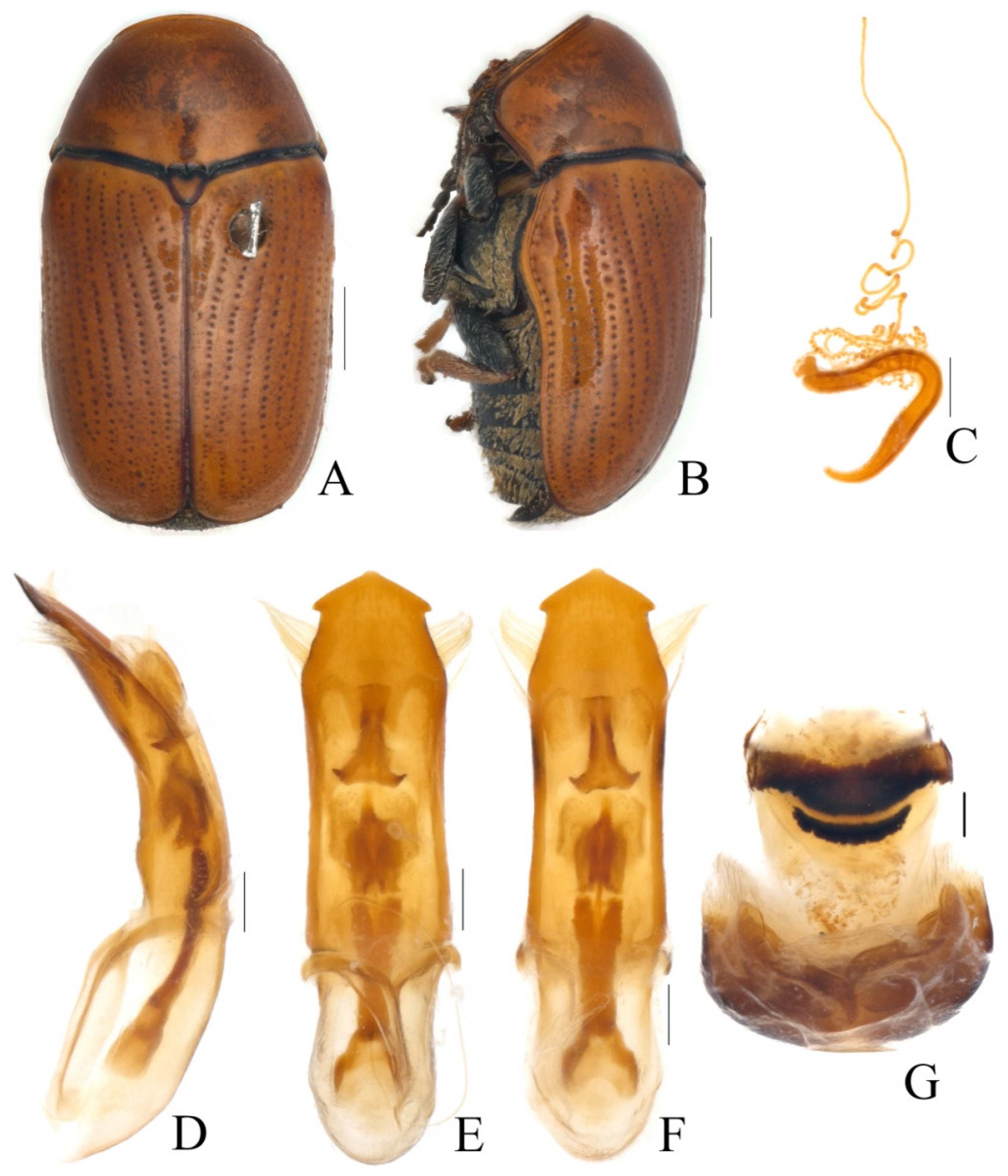 Diversity 13 00451 g012