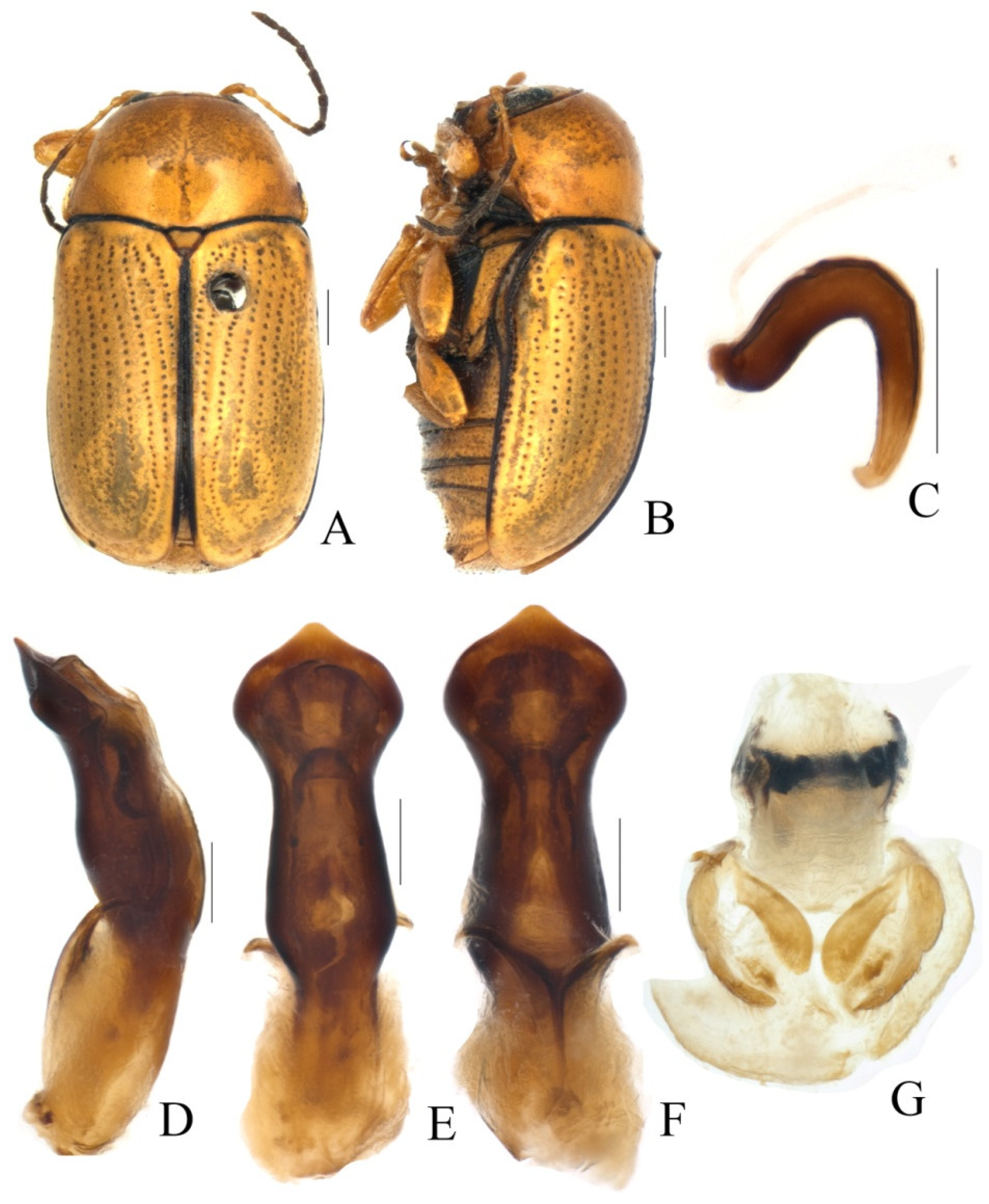 Diversity 13 00451 g015