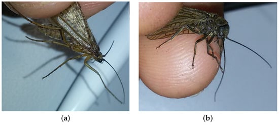 Diversity 13 00452 g0a2 550