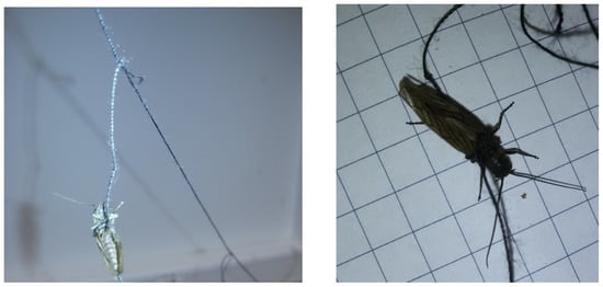 Diversity 13 00452 g0a6 550