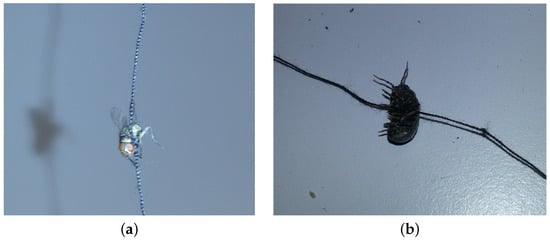 Diversity 13 00452 g0a7 550