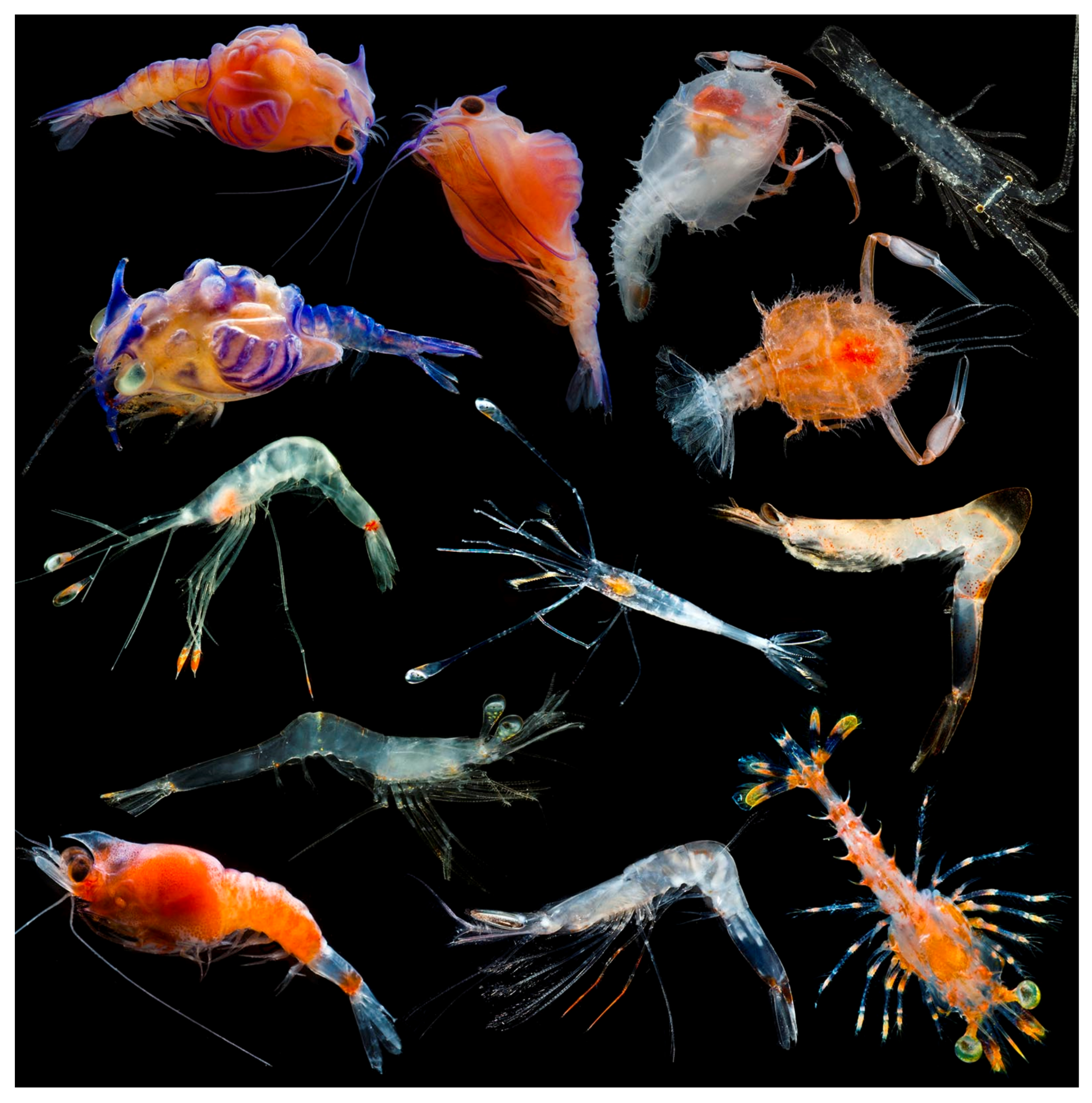 Diversity 13 00457 g001