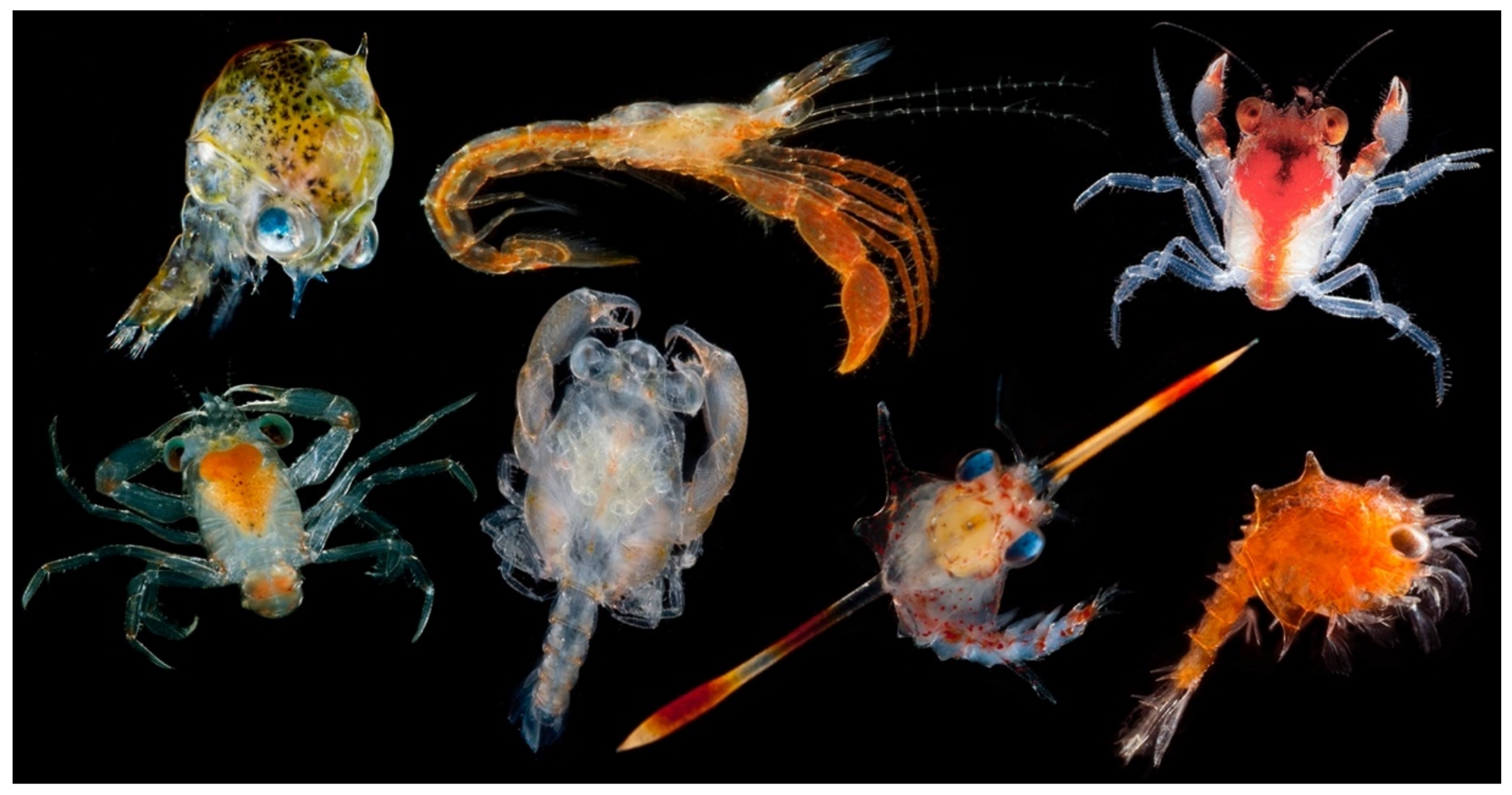 Diversity 13 00457 g002