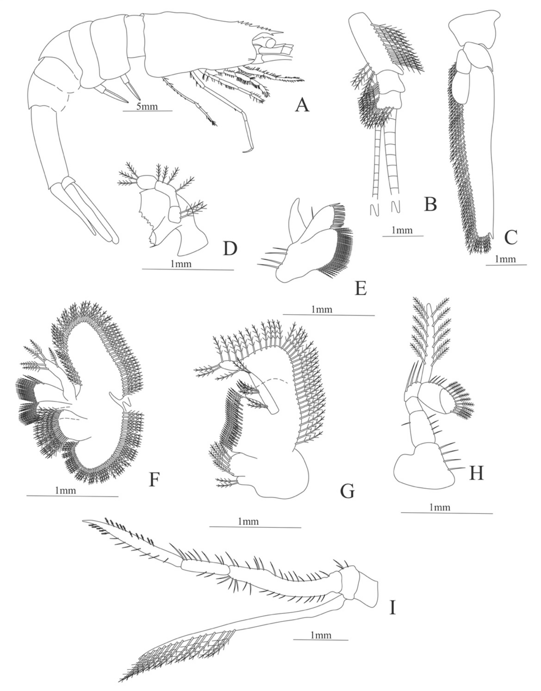 Diversity 13 00457 g005