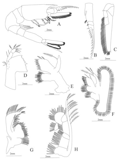 Diversity 13 00457 g017