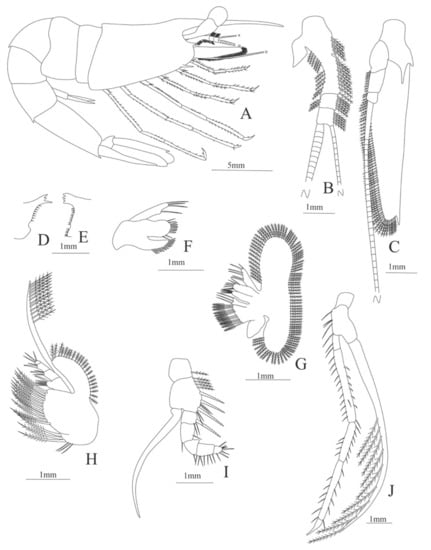 Diversity 13 00457 g021
