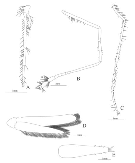 Diversity 13 00457 g024