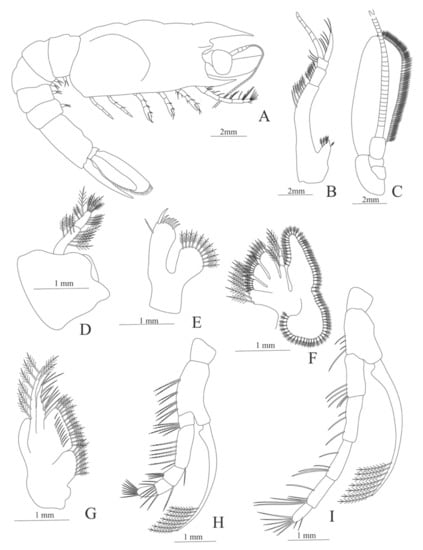 Diversity 13 00457 g027